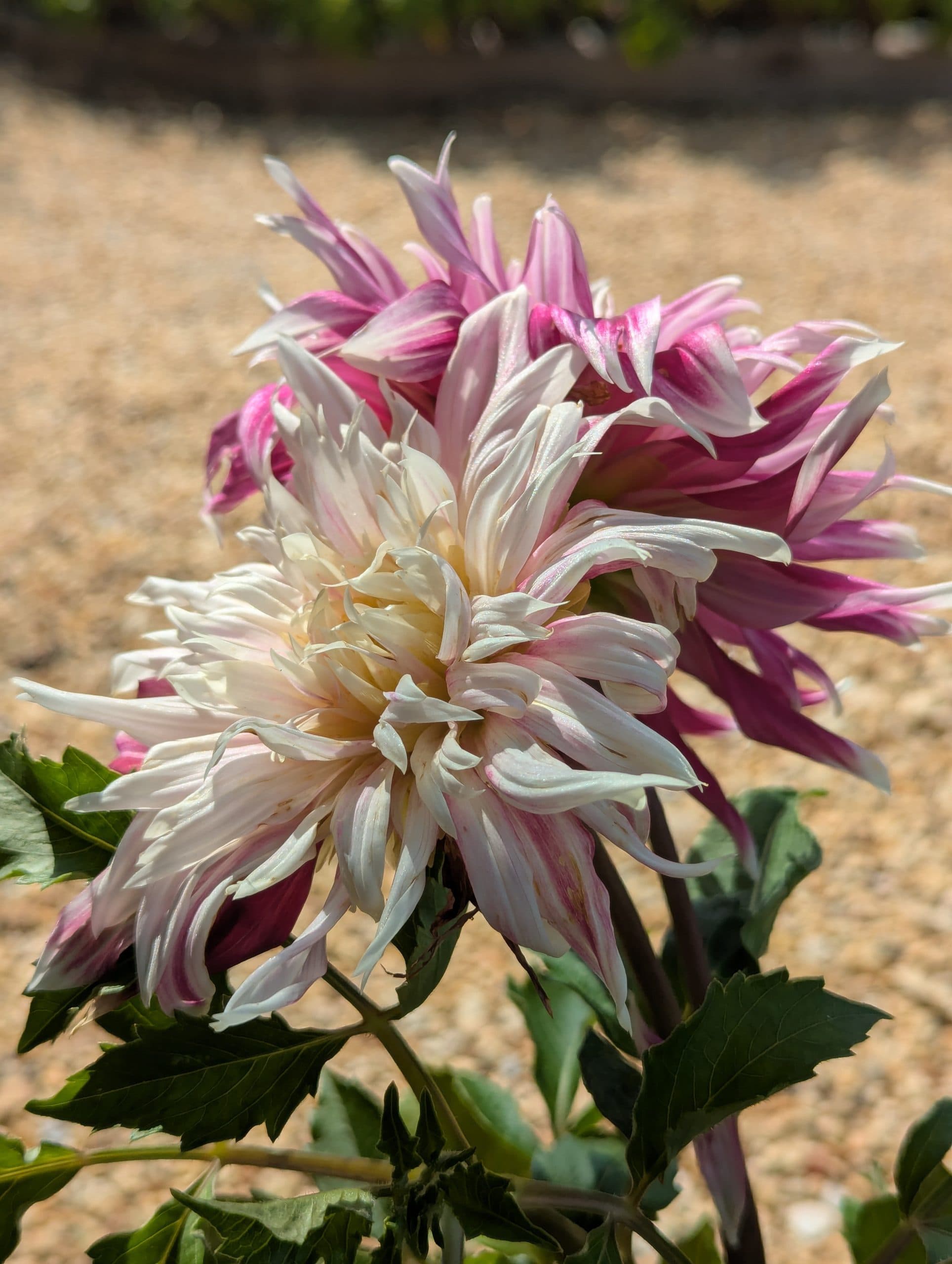 Dahlia Vancouver - thumbnail 5
