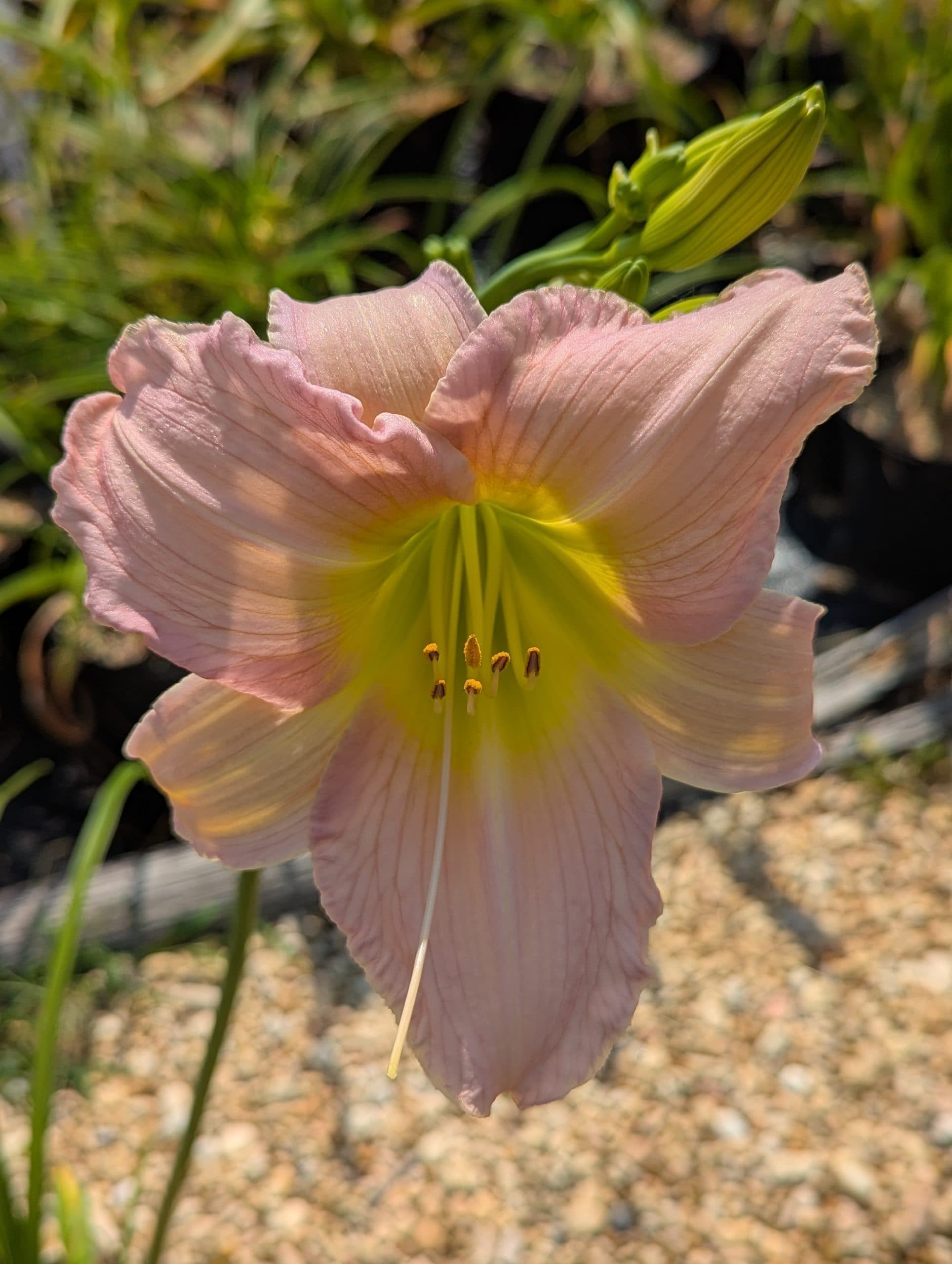 Daylily Catherine Woodburn - thumbnail 2