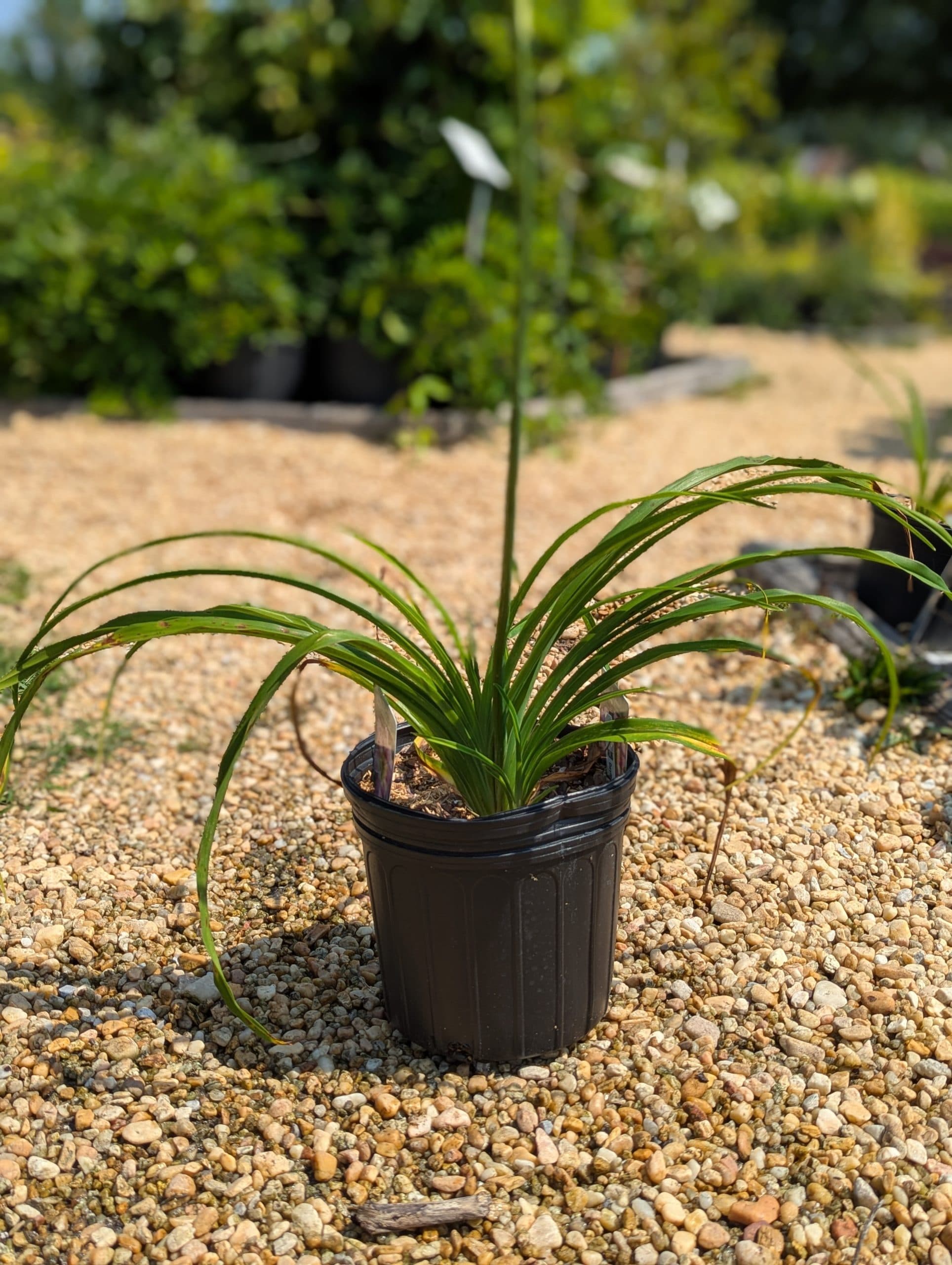 Daylily Catherine Woodburn - thumbnail 6