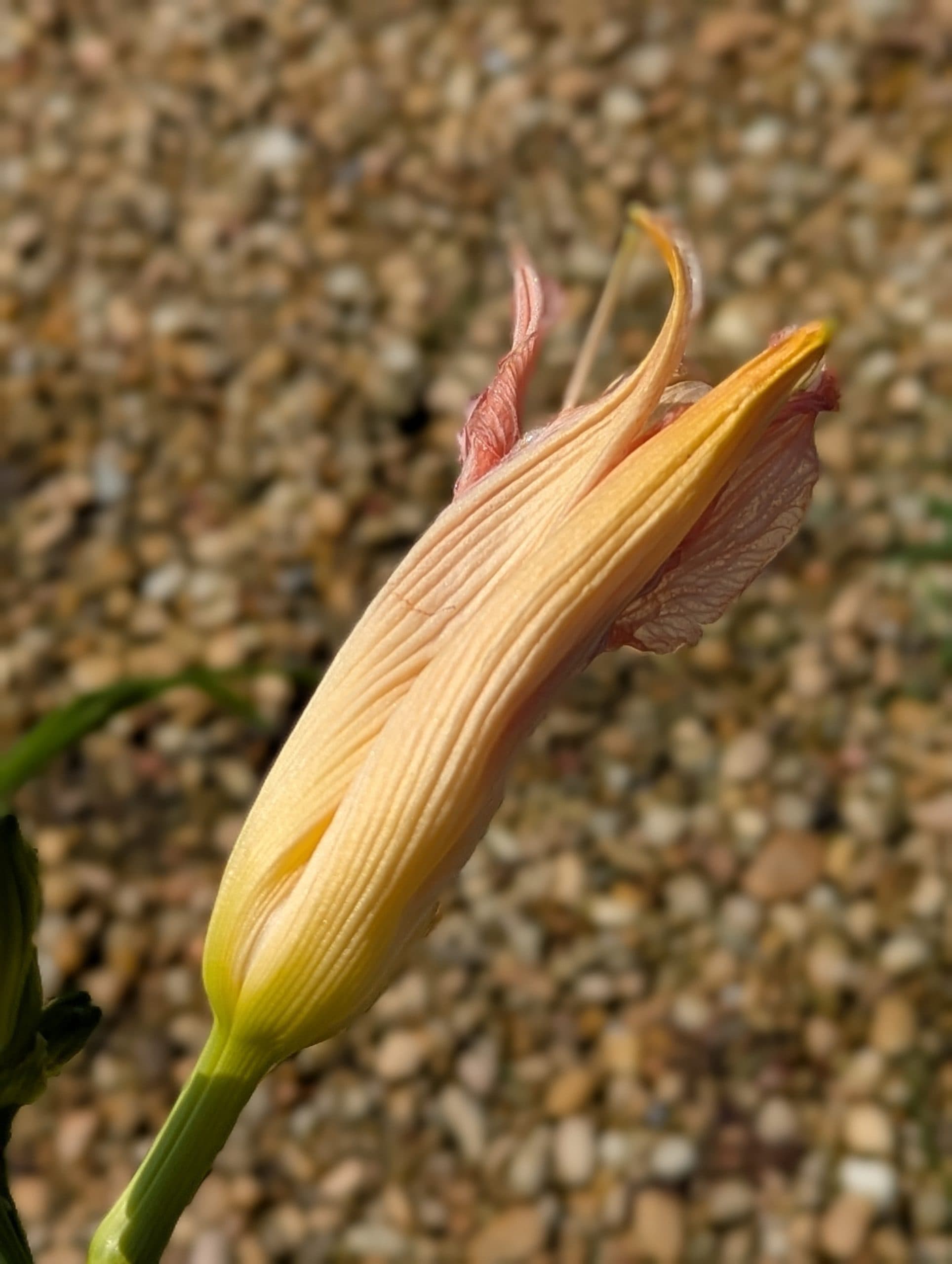 Daylily Catherine Woodburn - thumbnail 9