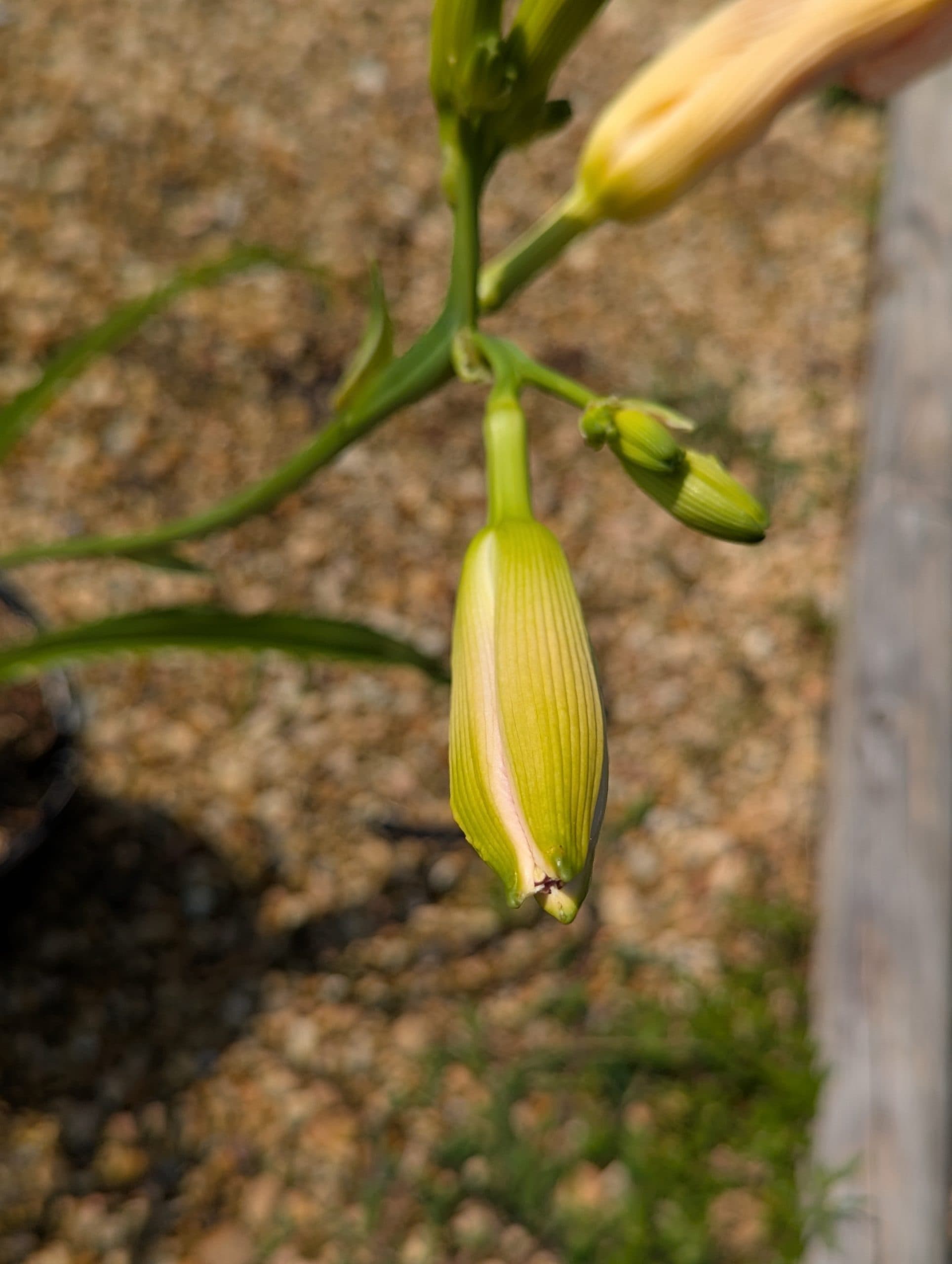 Daylily Catherine Woodburn - thumbnail 10