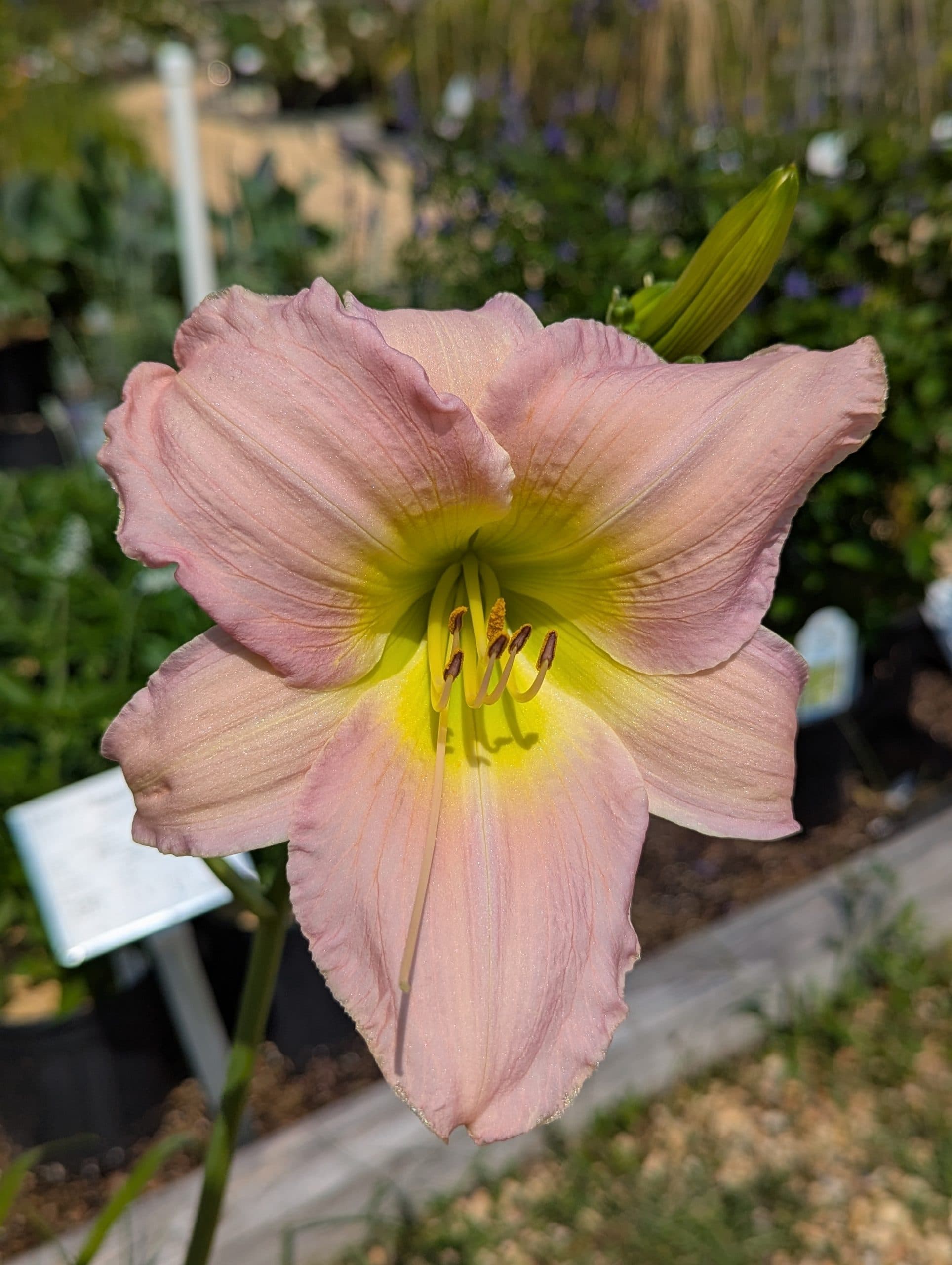 Daylily Catherine Woodburn