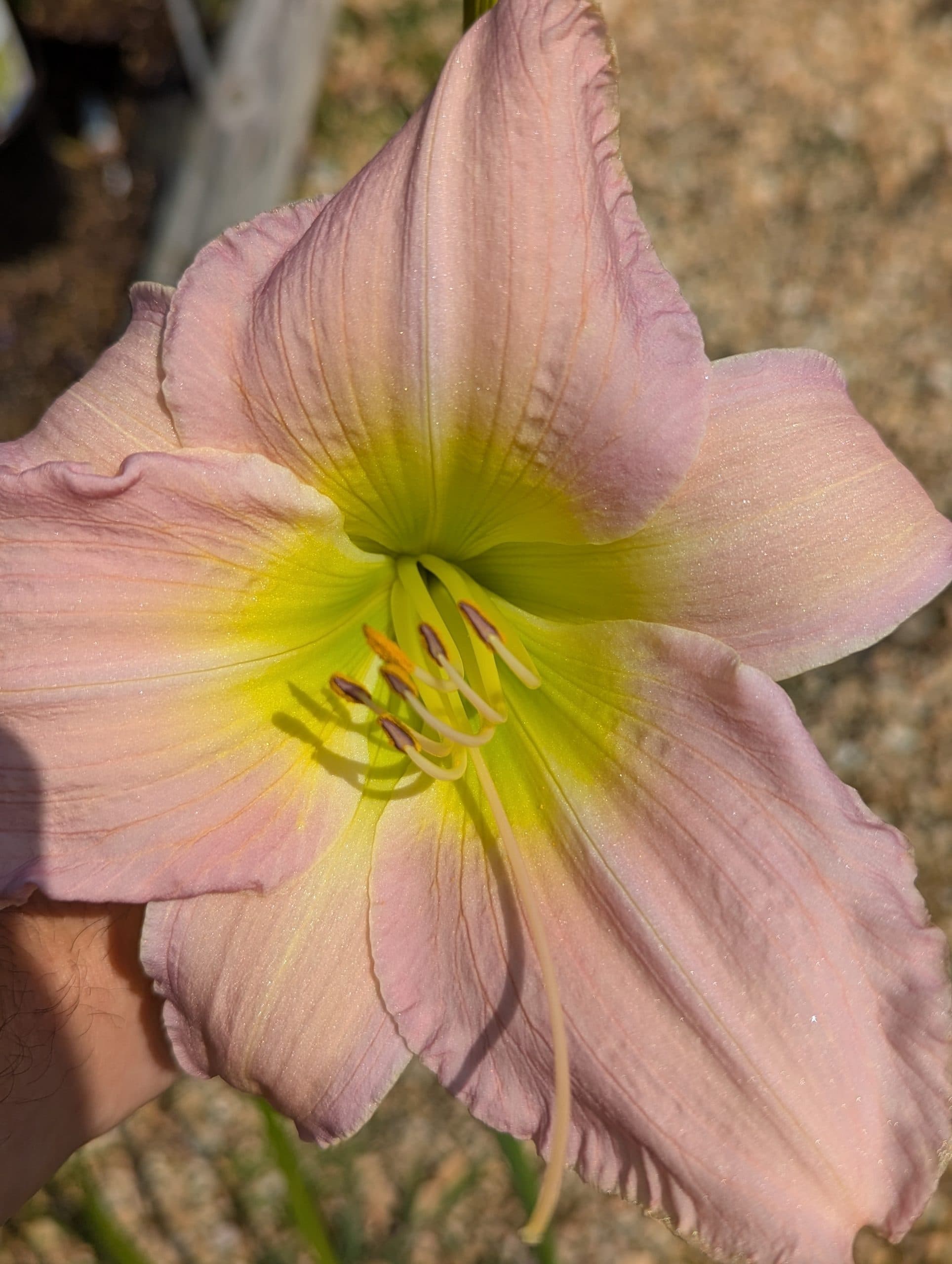 Daylily Catherine Woodburn - thumbnail 3