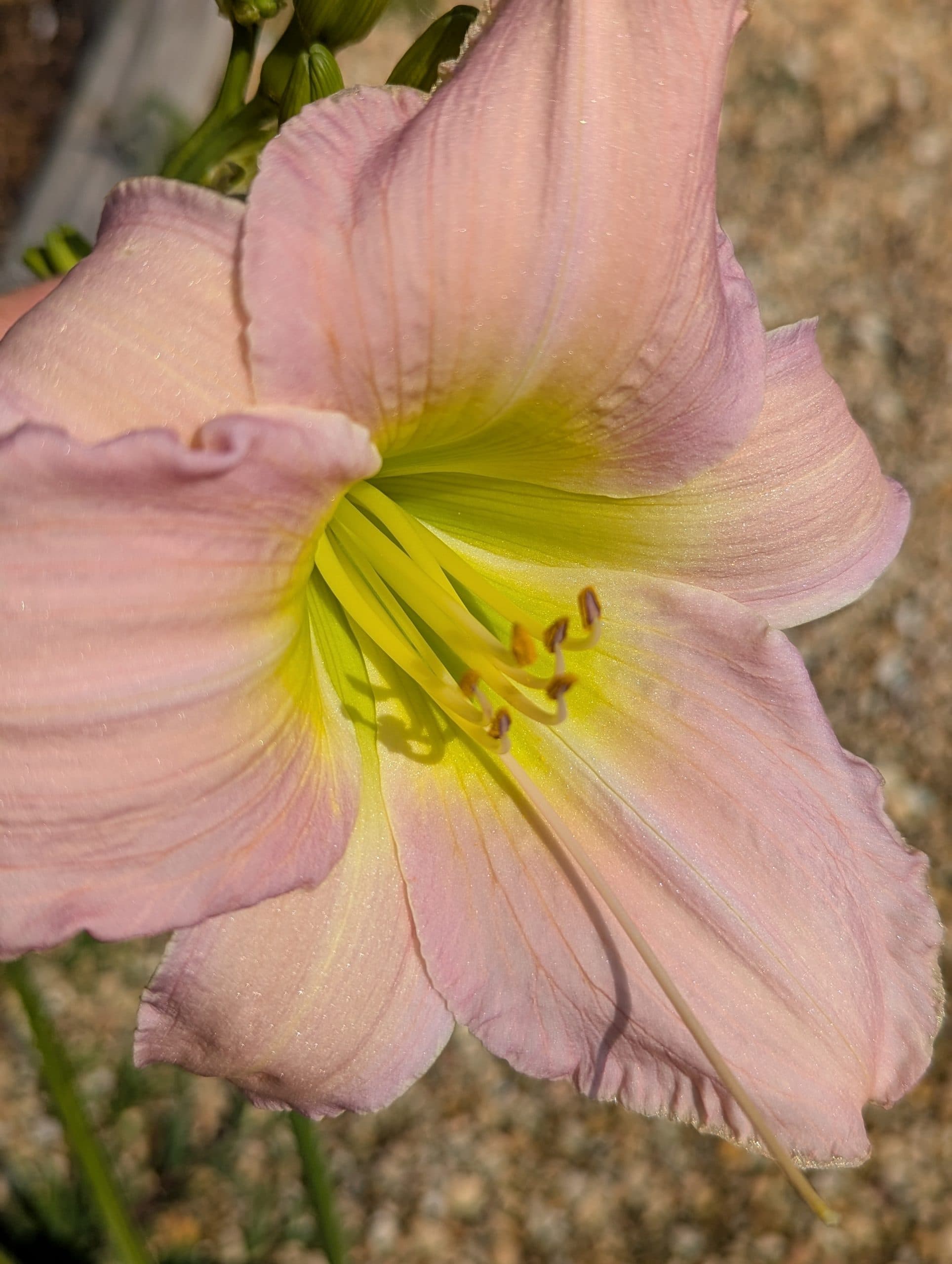 Daylily Catherine Woodburn - thumbnail 4