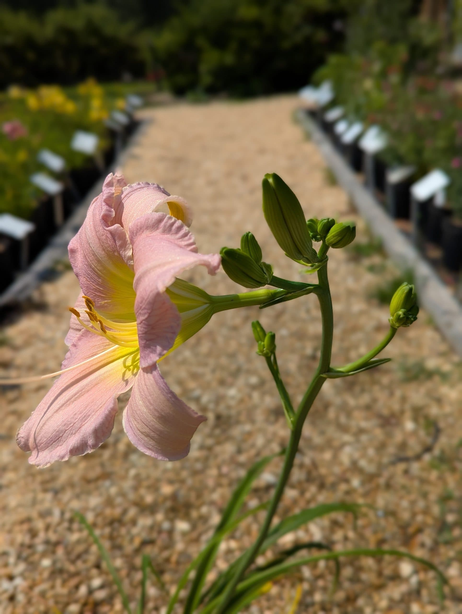 Daylily Catherine Woodburn - thumbnail 8