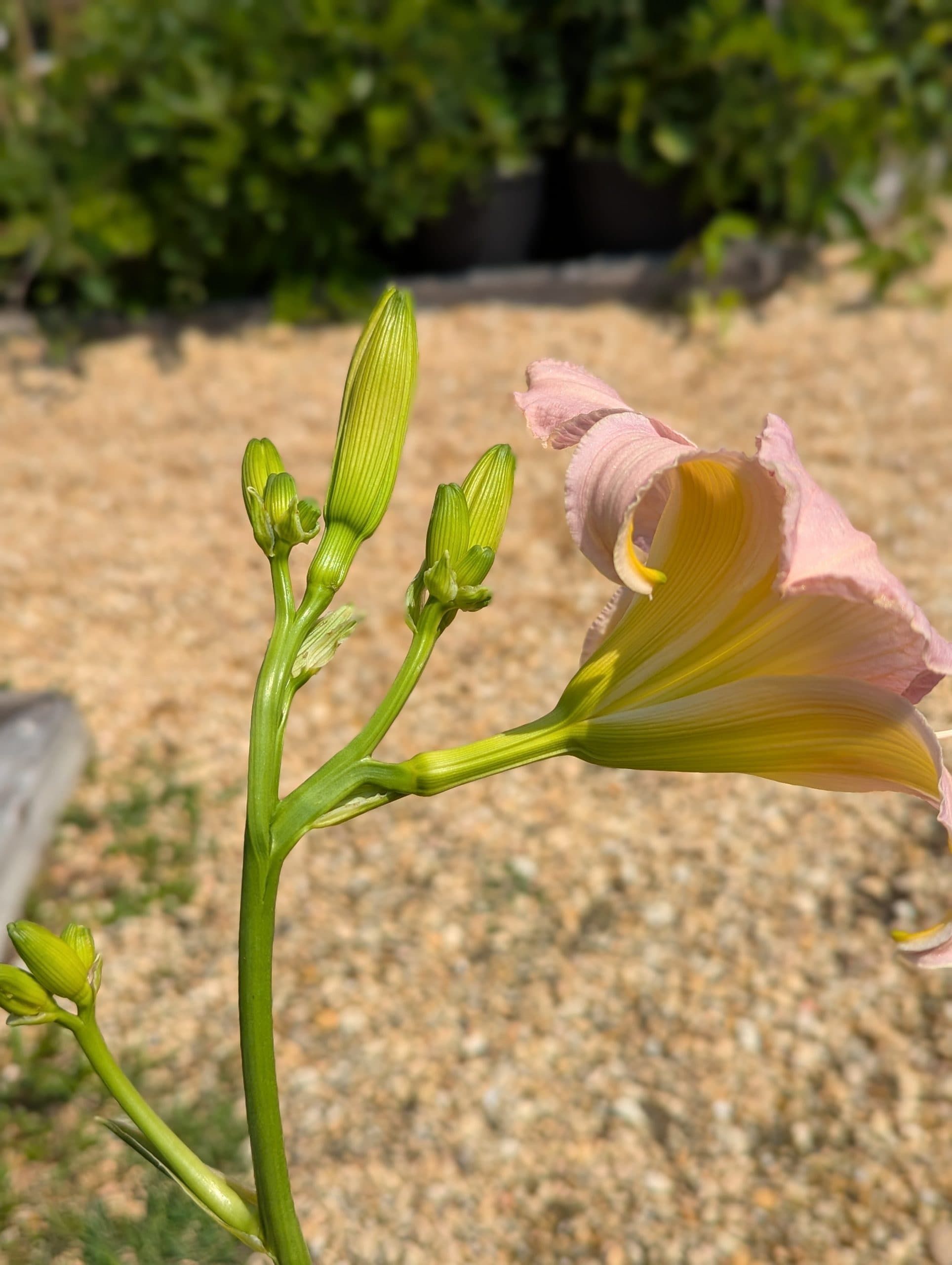 Daylily Catherine Woodburn - thumbnail 7