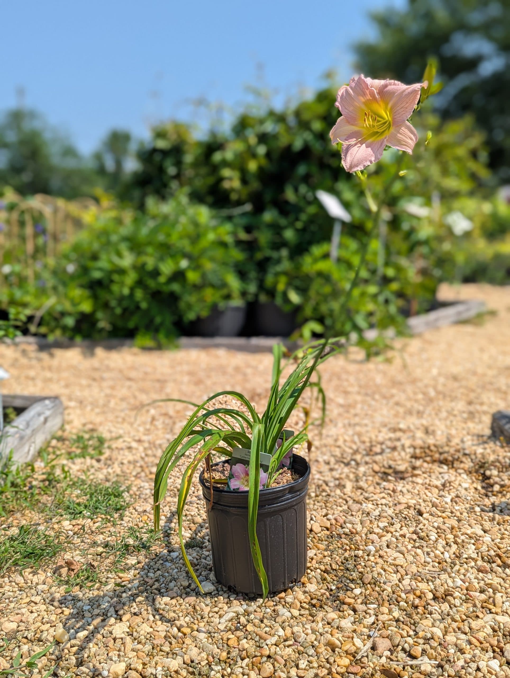 Daylily Catherine Woodburn - thumbnail 5