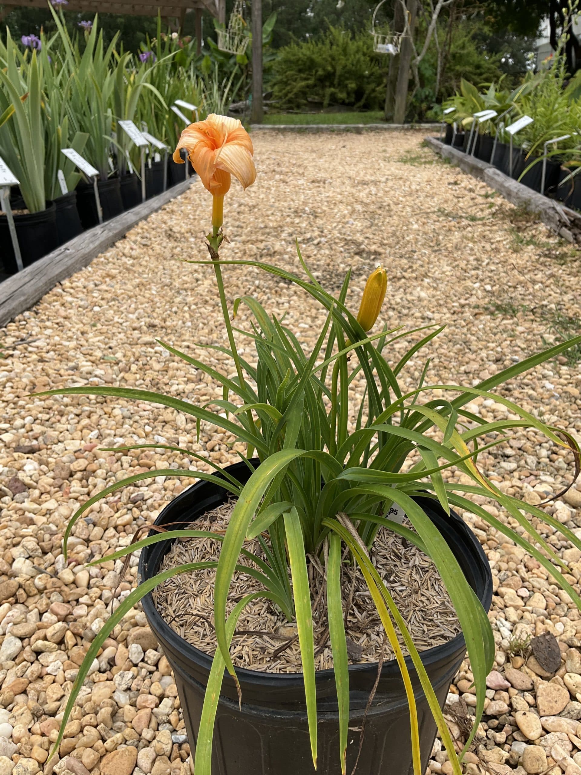 Daylily Apricot Sparkles