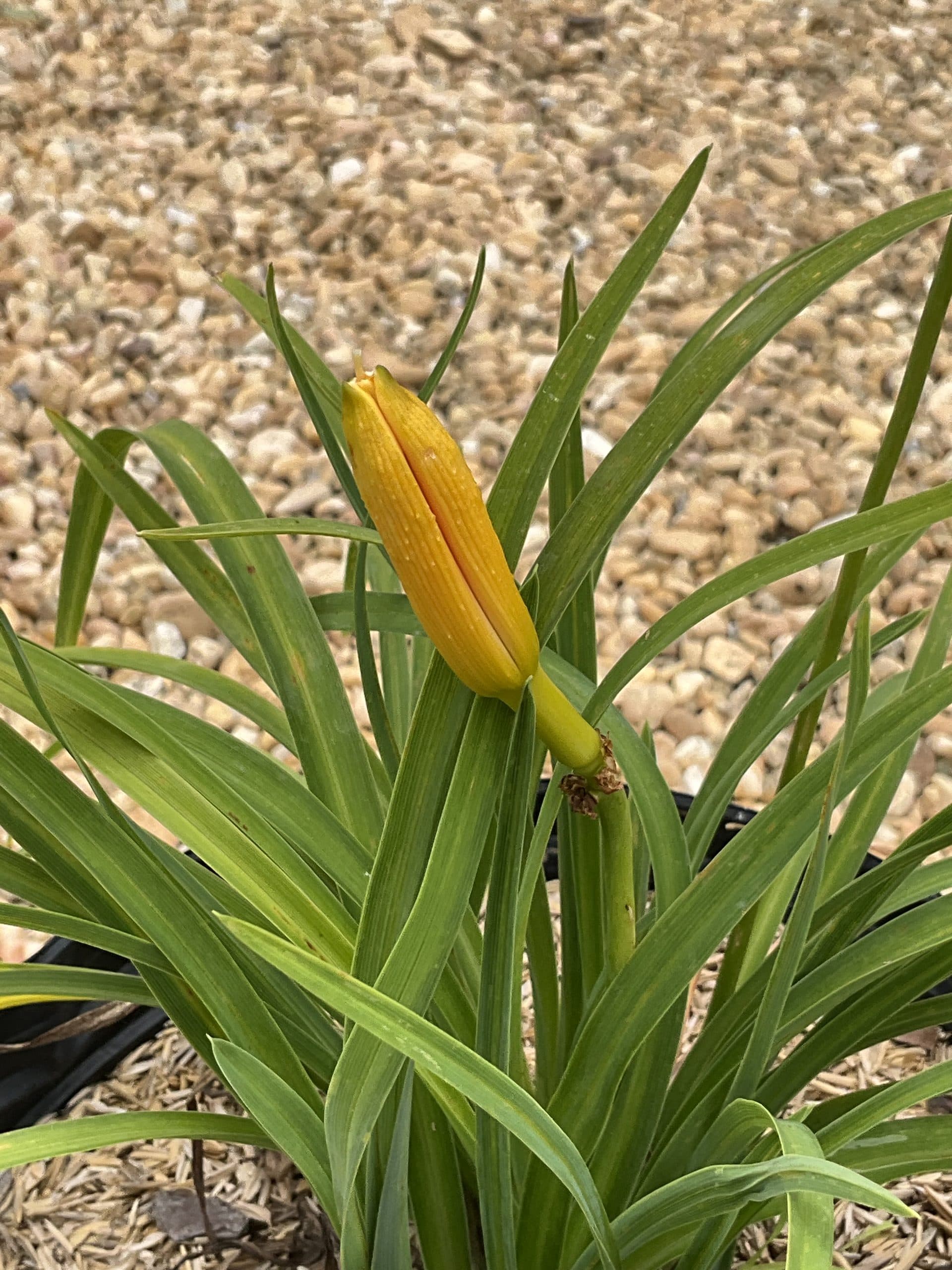 Daylily Apricot Sparkles - thumbnail 2