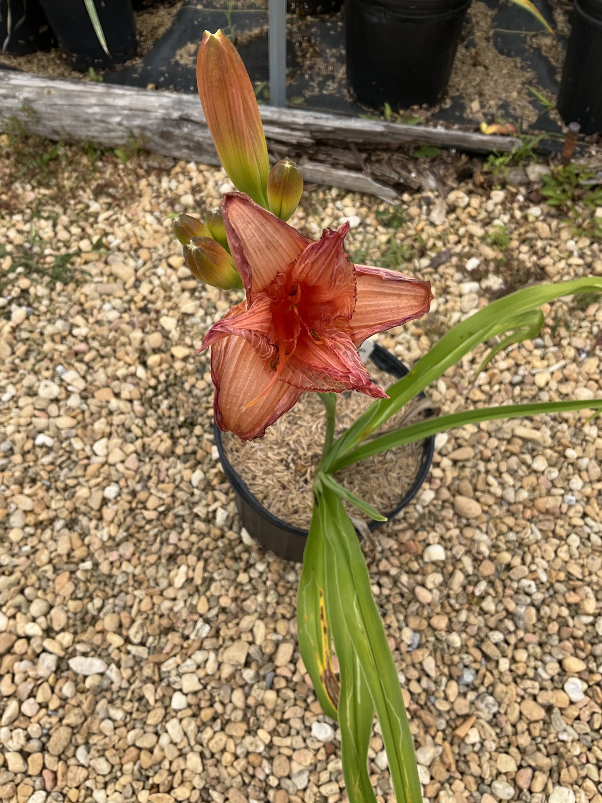 Daylily Strawberry Candy