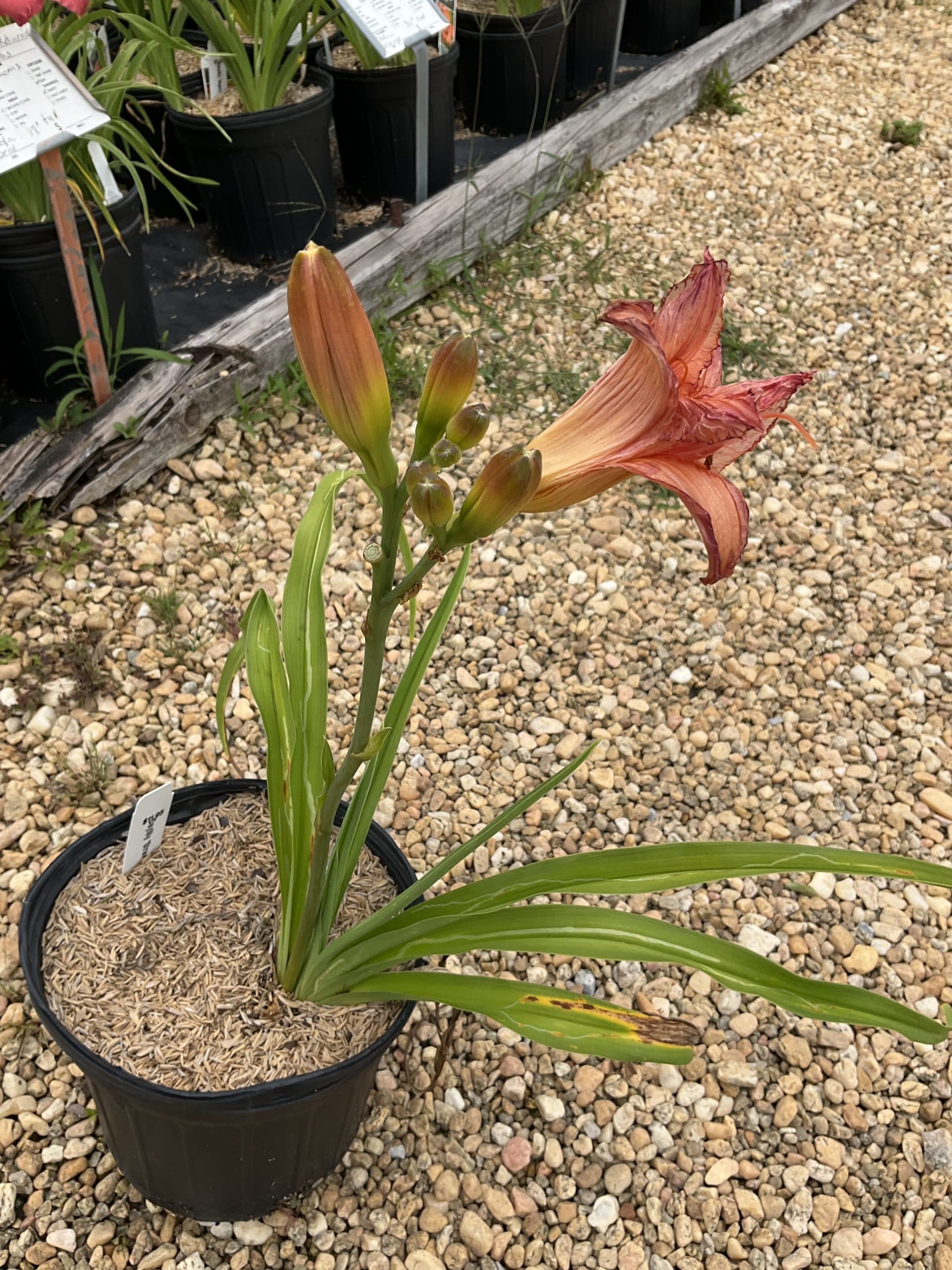 Daylily Strawberry Candy - thumbnail 2