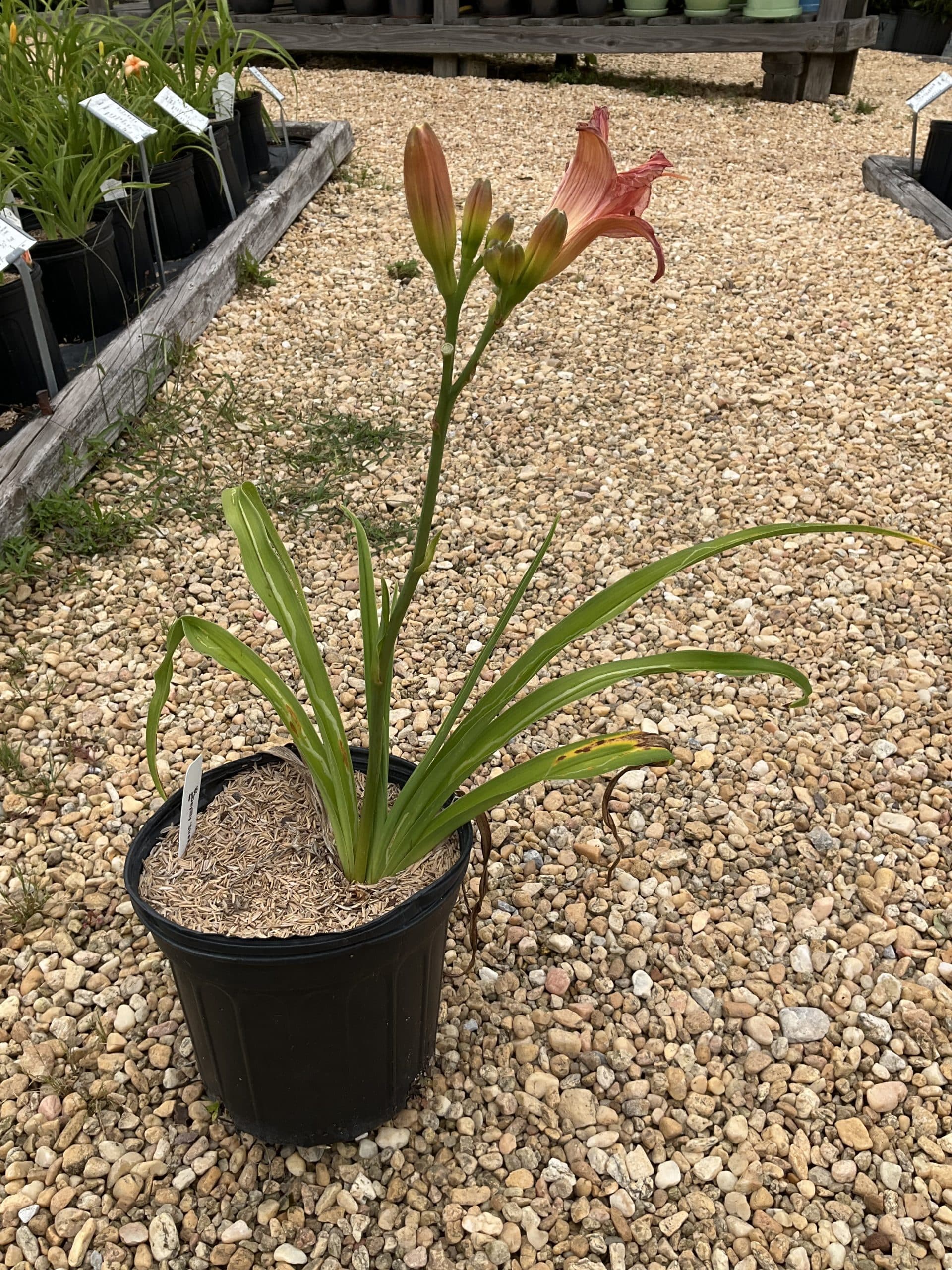 Daylily Strawberry Candy - thumbnail 3