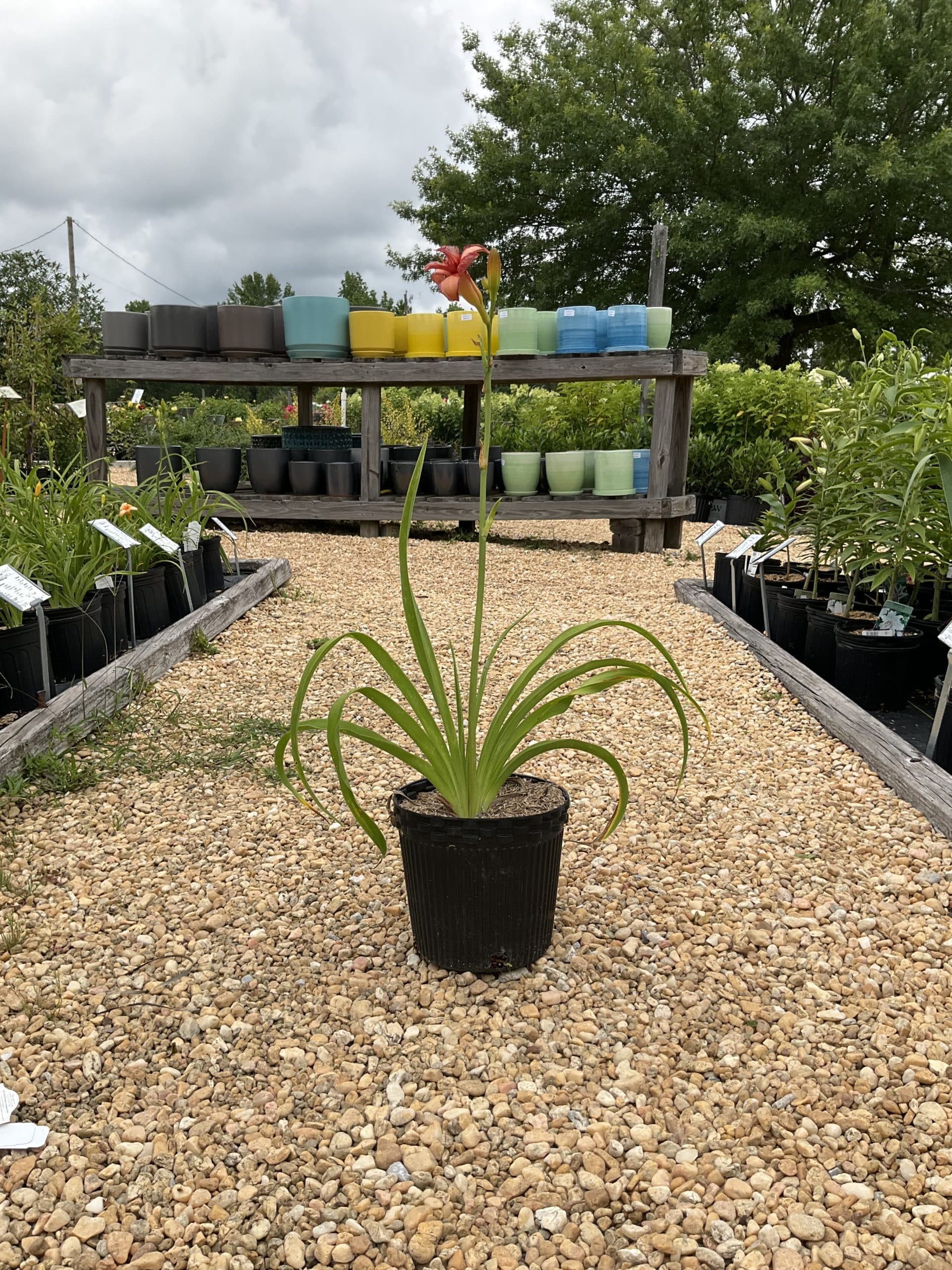 Daylily Strawberry Candy - thumbnail 4