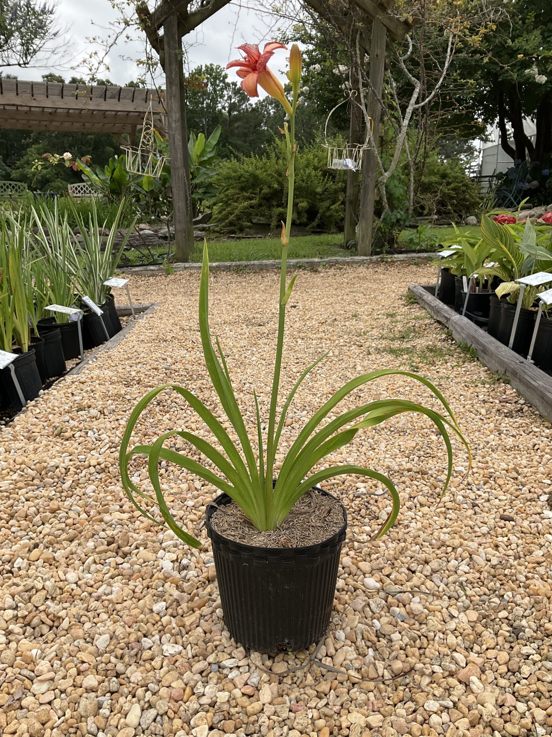 Daylily Strawberry Candy - thumbnail 5