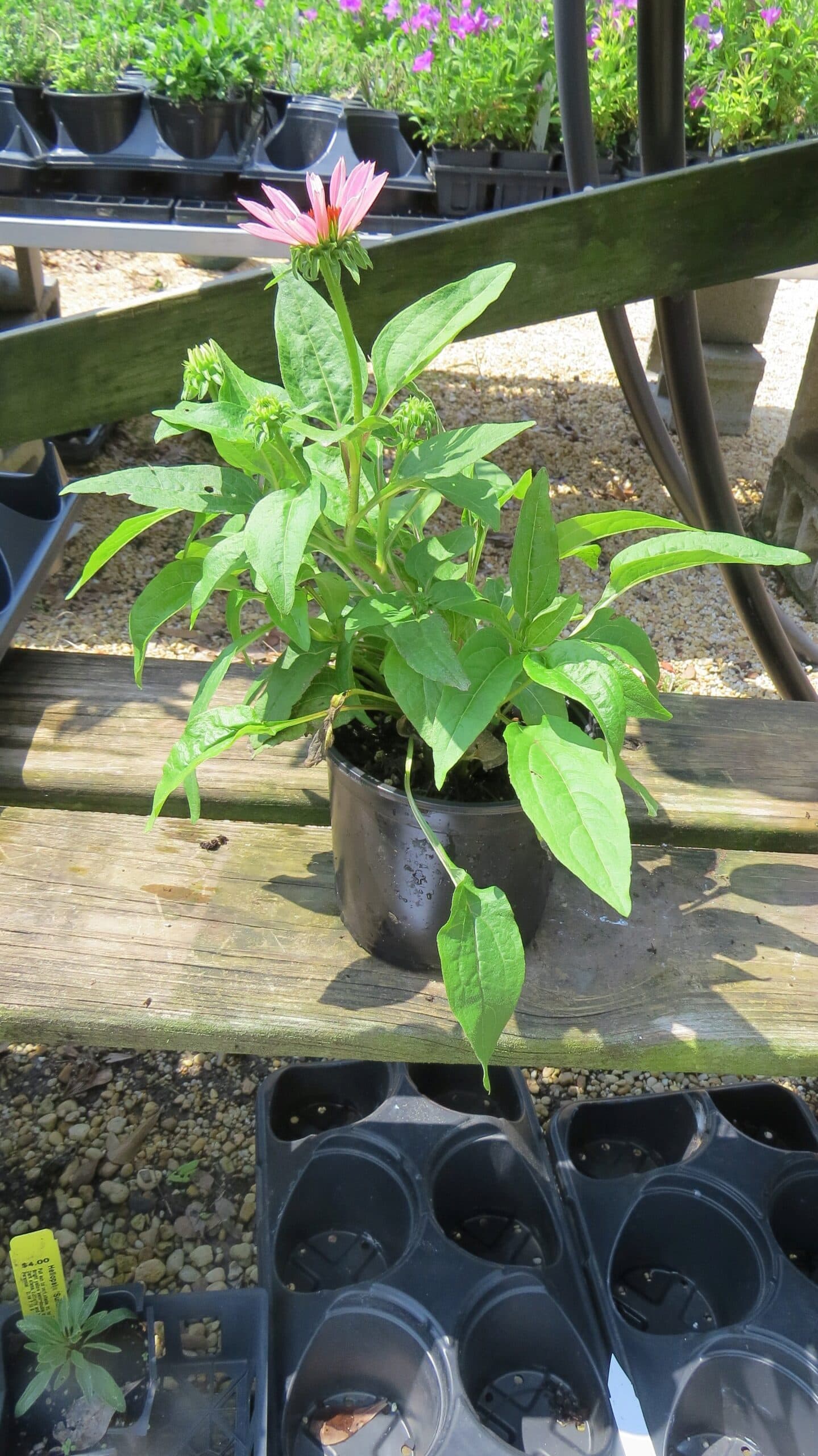 Echinacea Purpurea Powwow Wild Berry - thumbnail 3