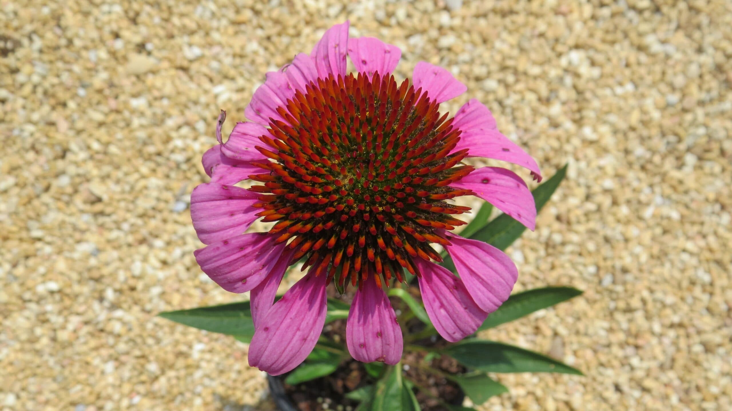Echinacea Ruby Star - thumbnail 9