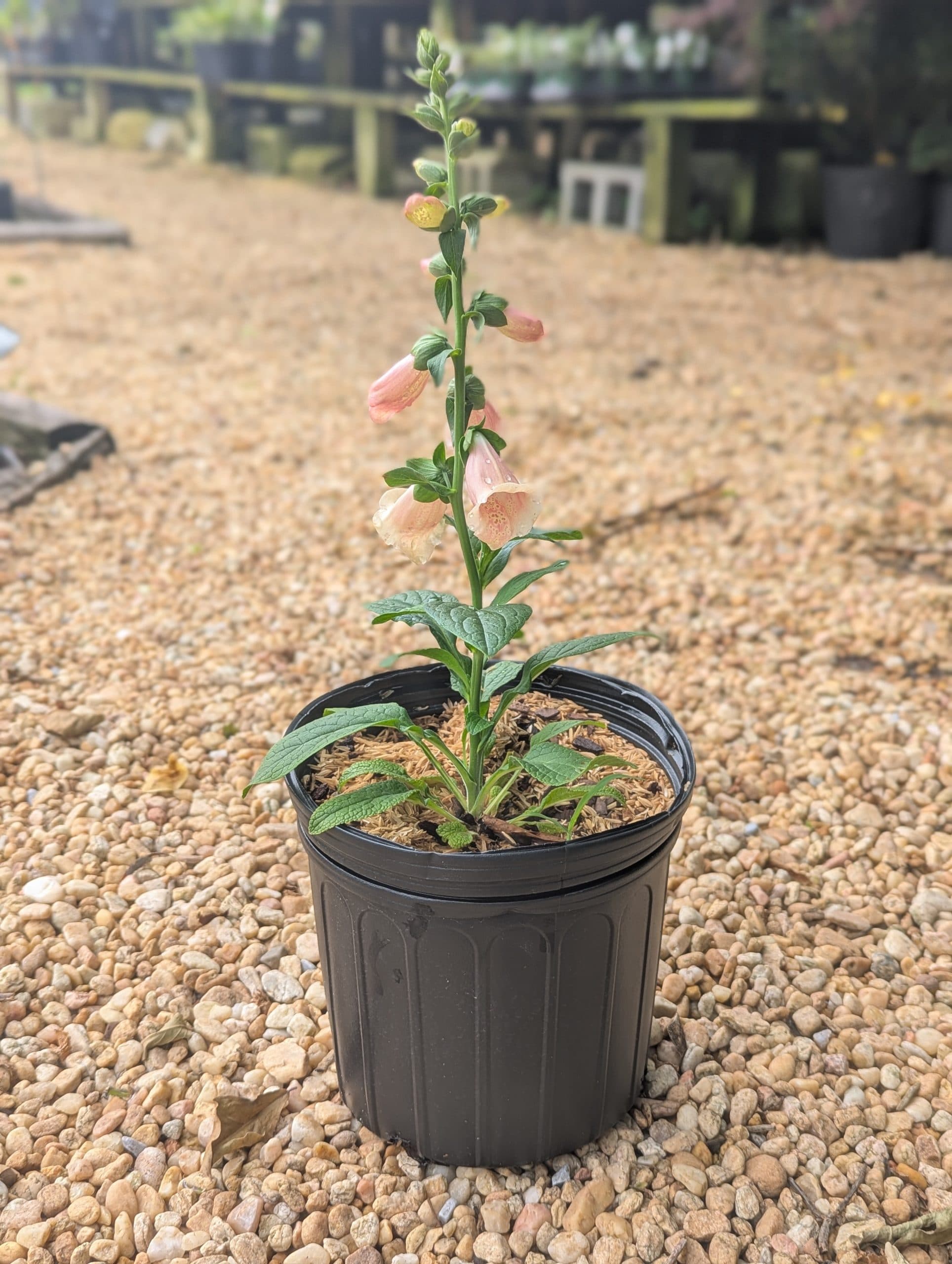 Foxglove Apricot Beauty - thumbnail 3