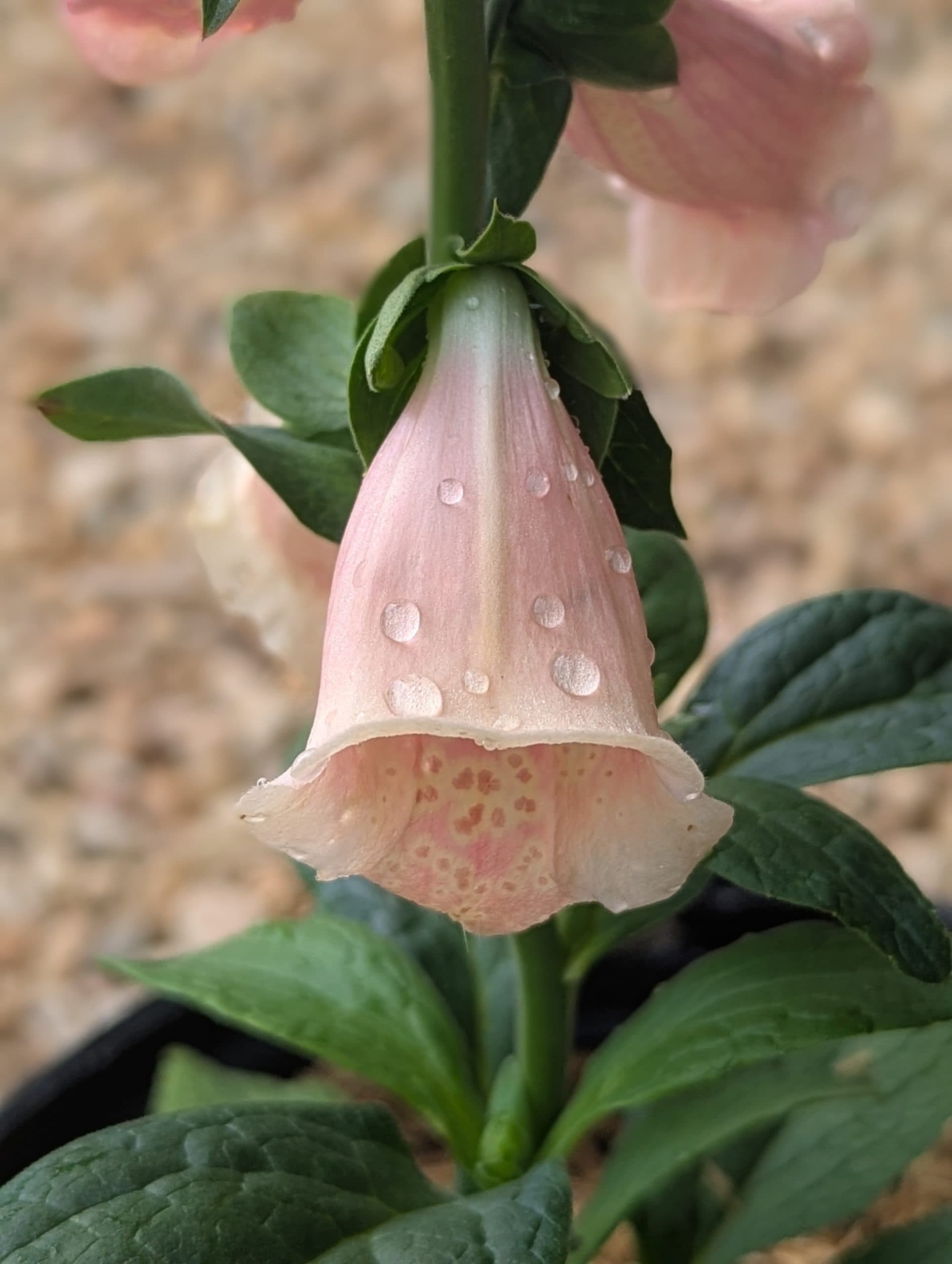 Foxglove Apricot Beauty