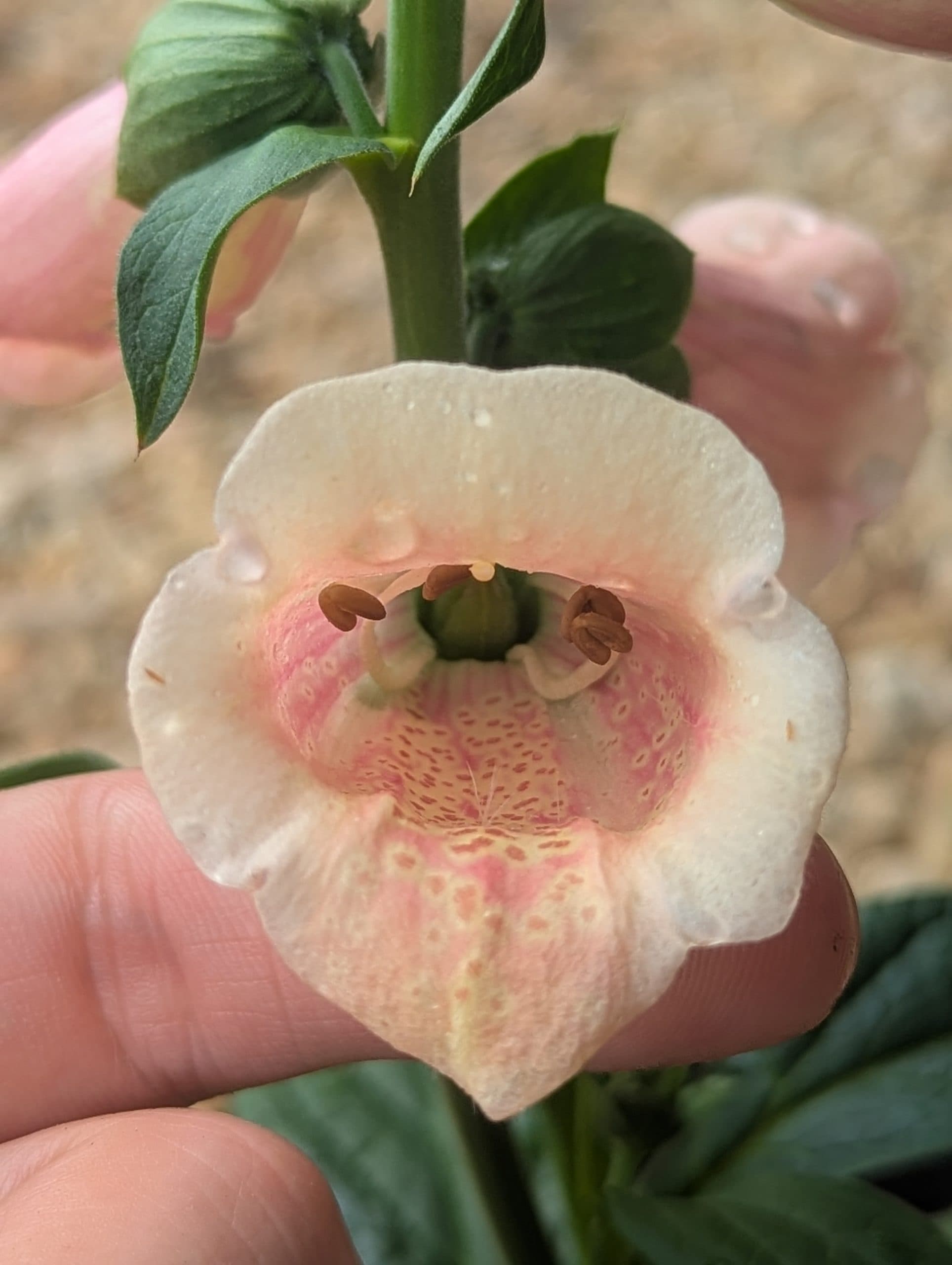 Foxglove Apricot Beauty - thumbnail 2