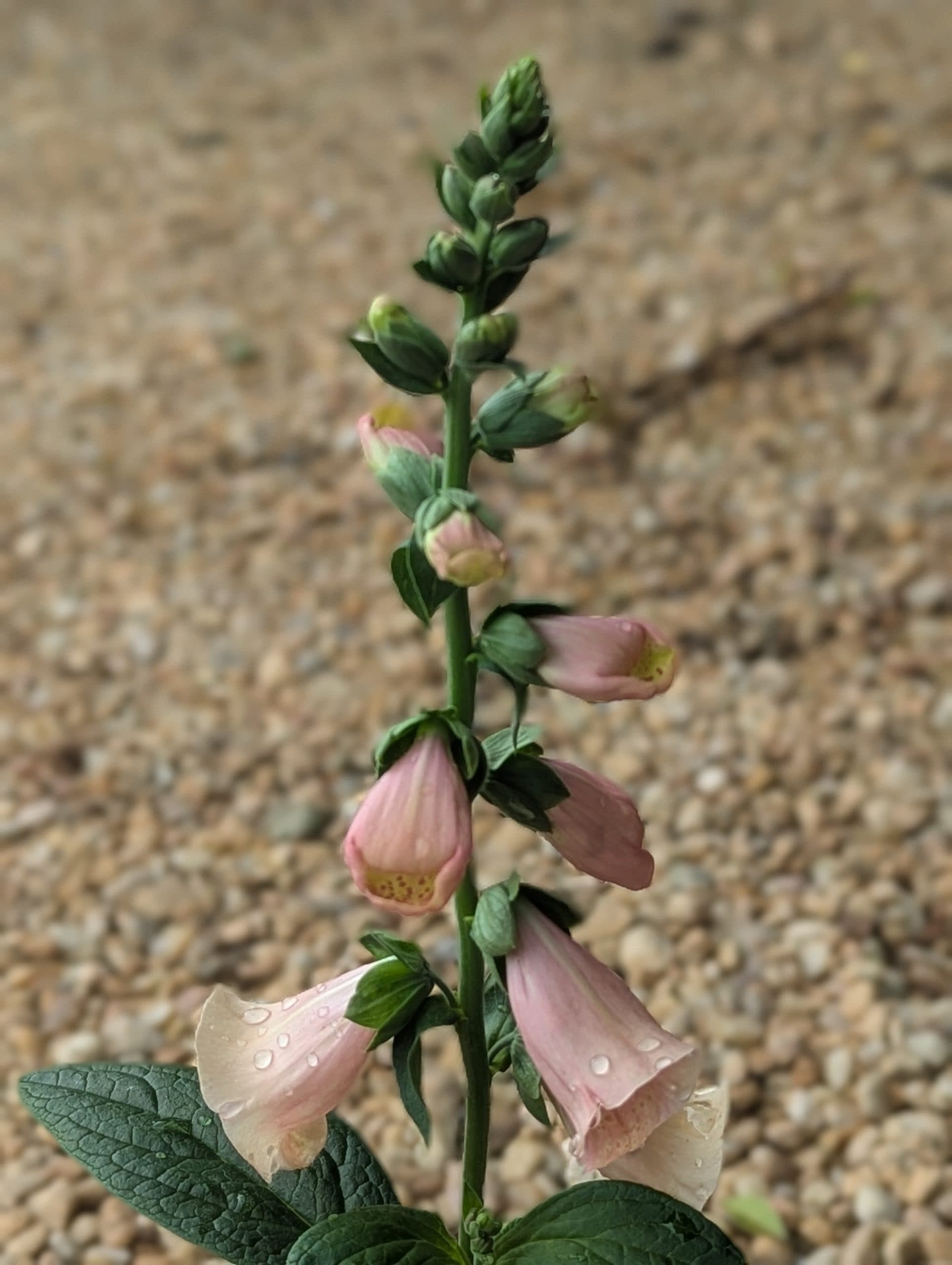 Foxglove Apricot Beauty - thumbnail 5