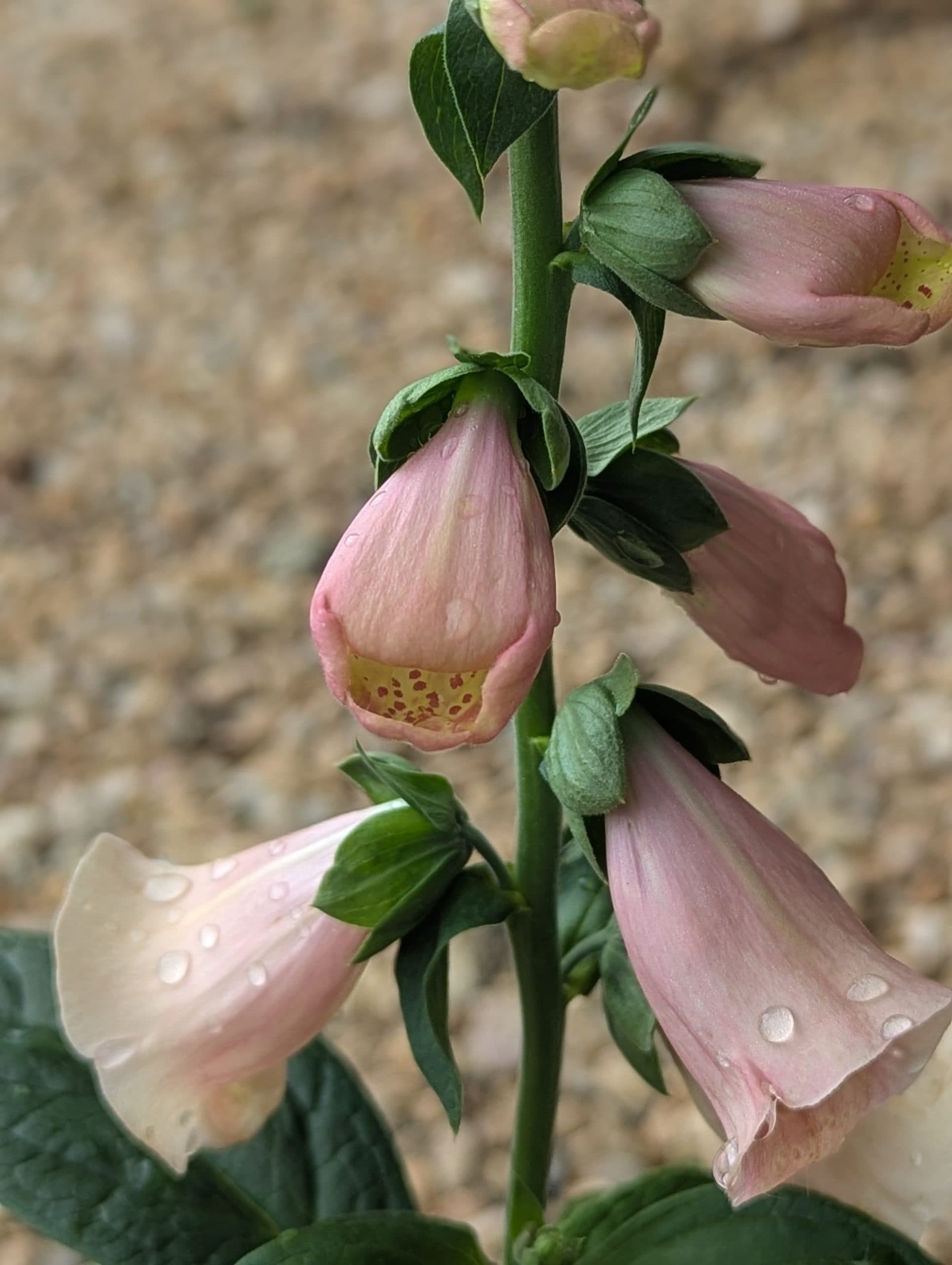 Foxglove Apricot Beauty - thumbnail 6