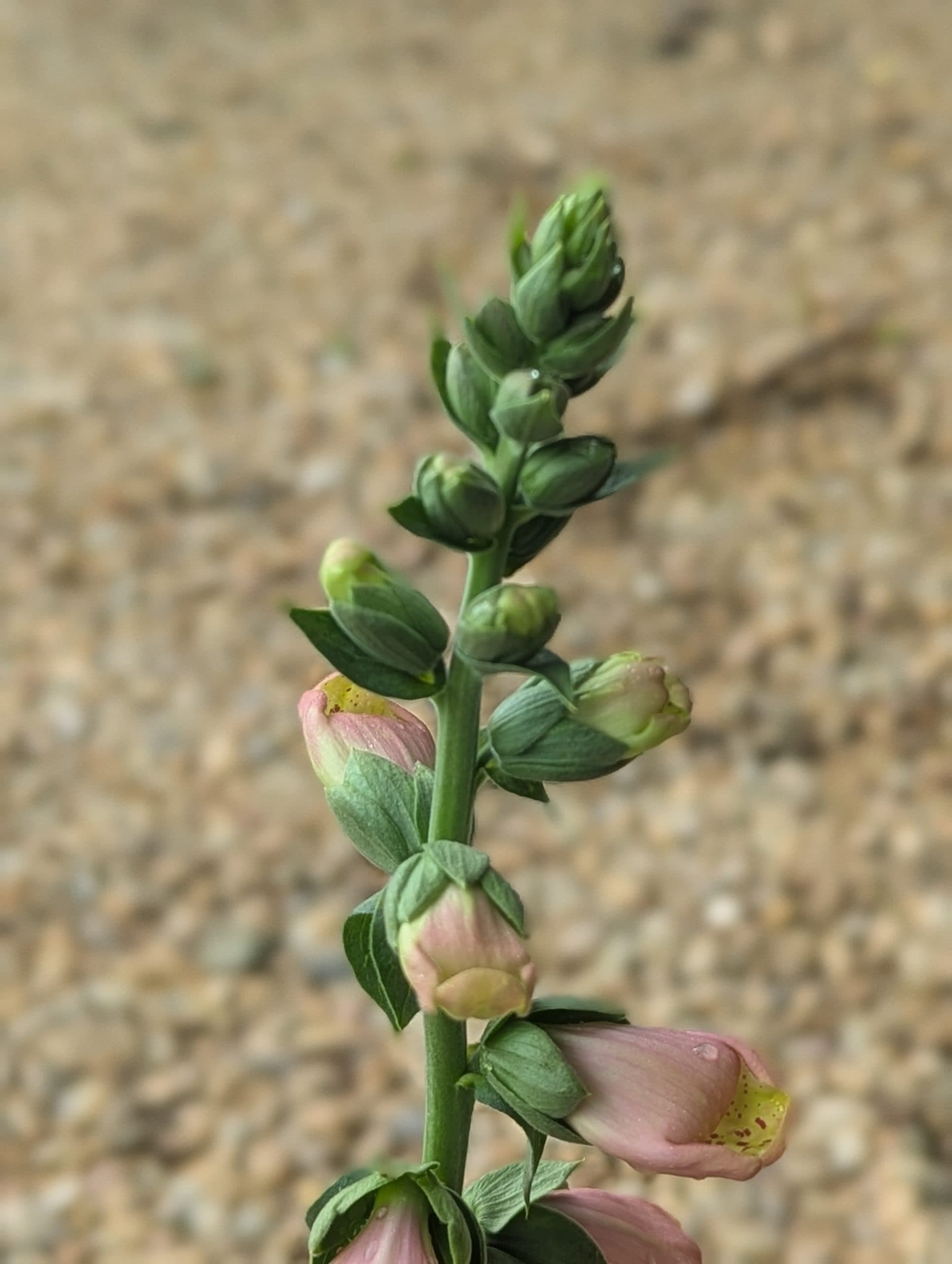 Foxglove Apricot Beauty - thumbnail 7