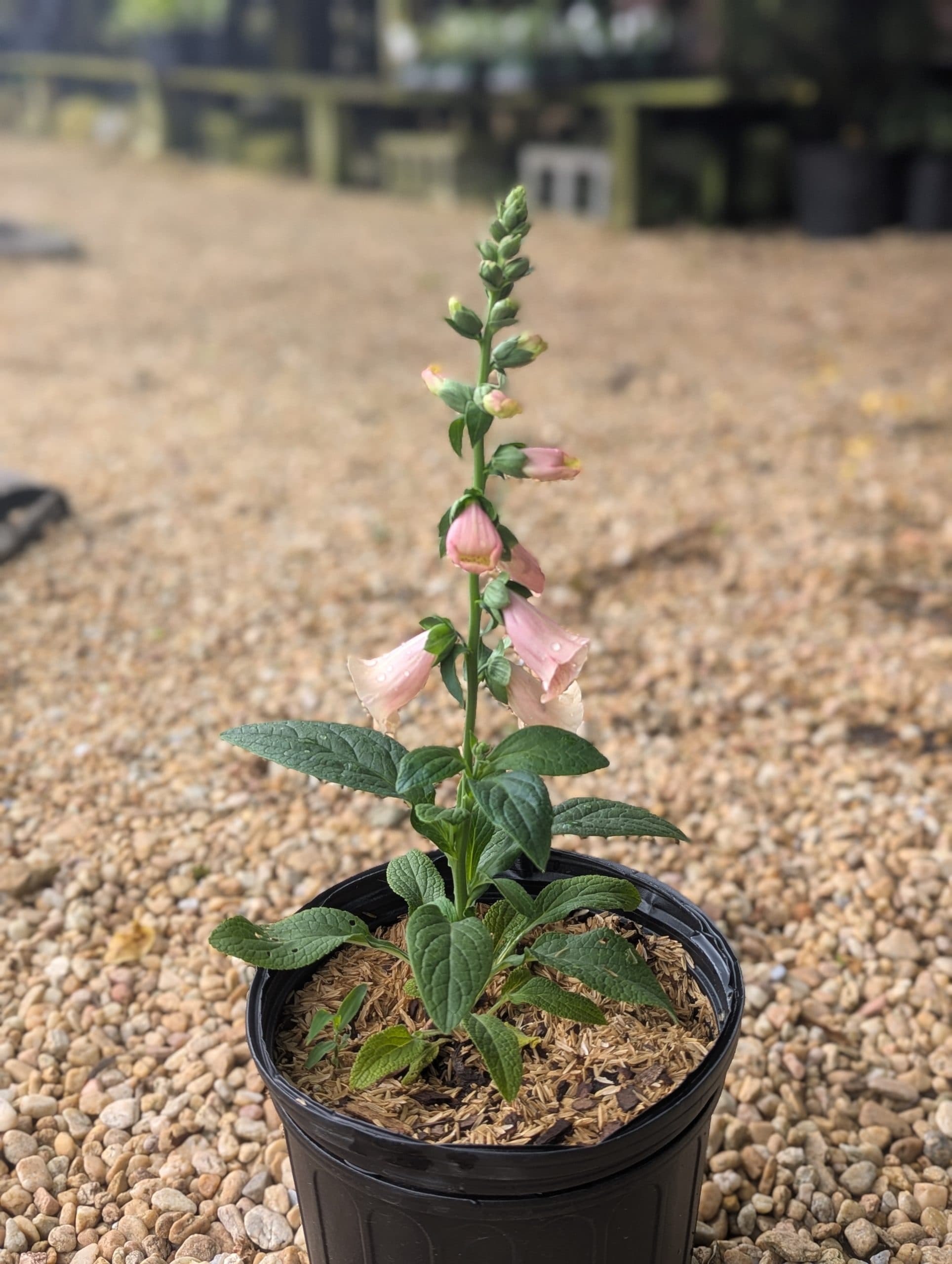 Foxglove Apricot Beauty - thumbnail 4
