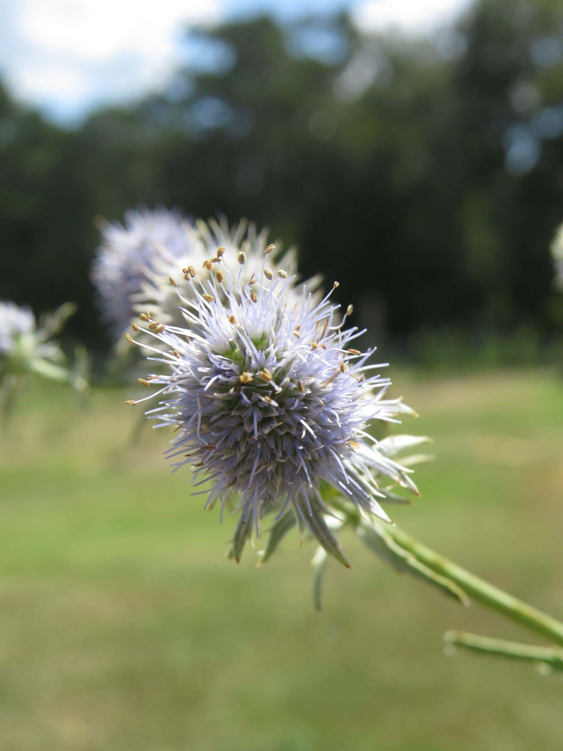 Rattlesnake Master