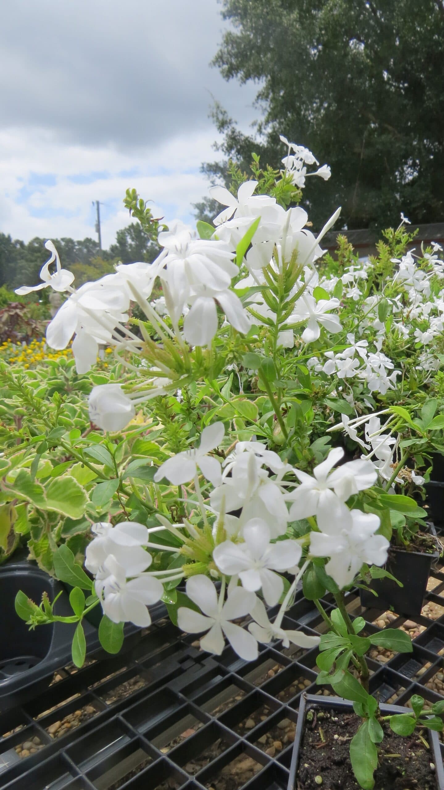 Imperial White Plumbago - thumbnail 6