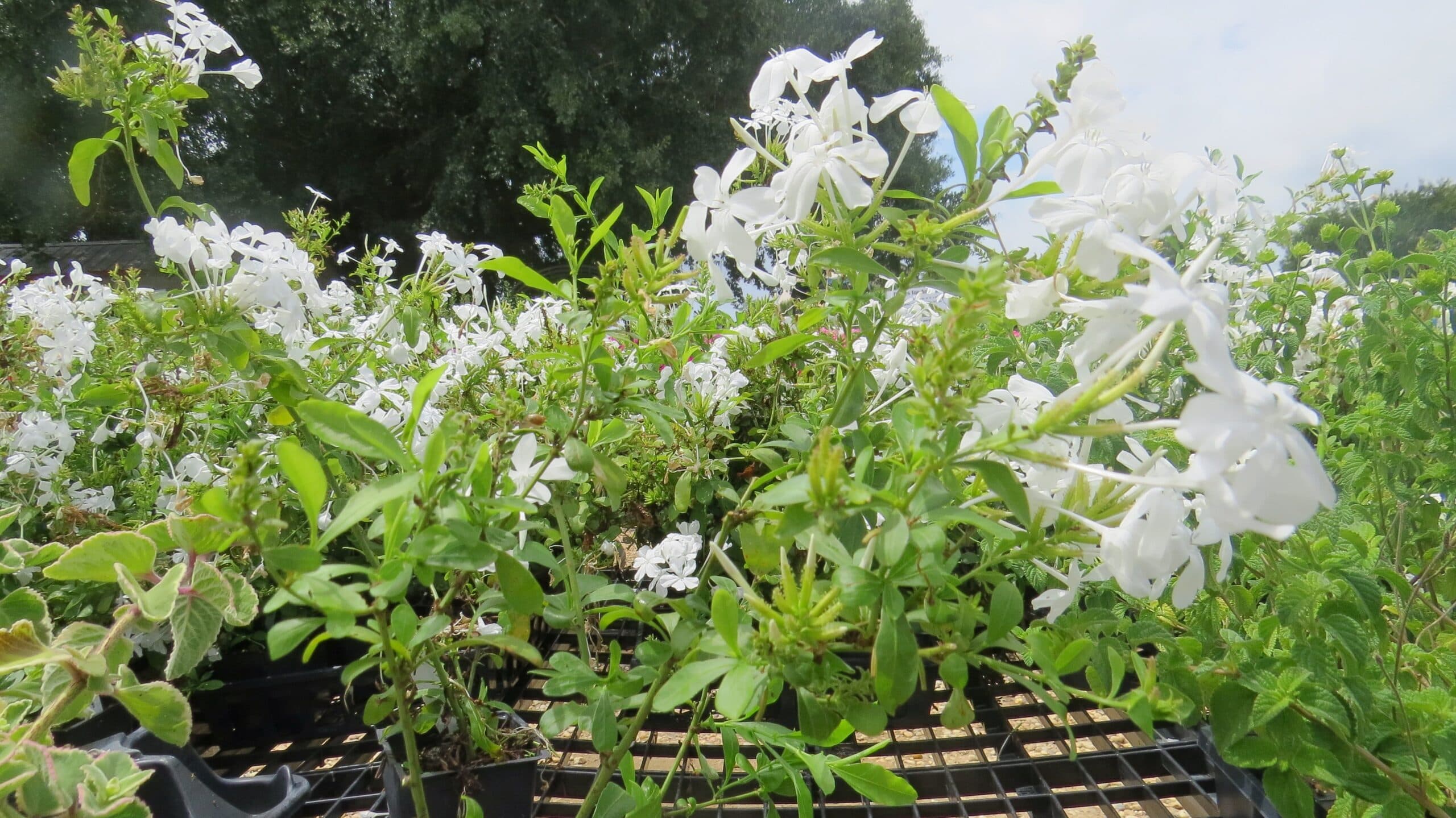 Imperial White Plumbago - thumbnail 8