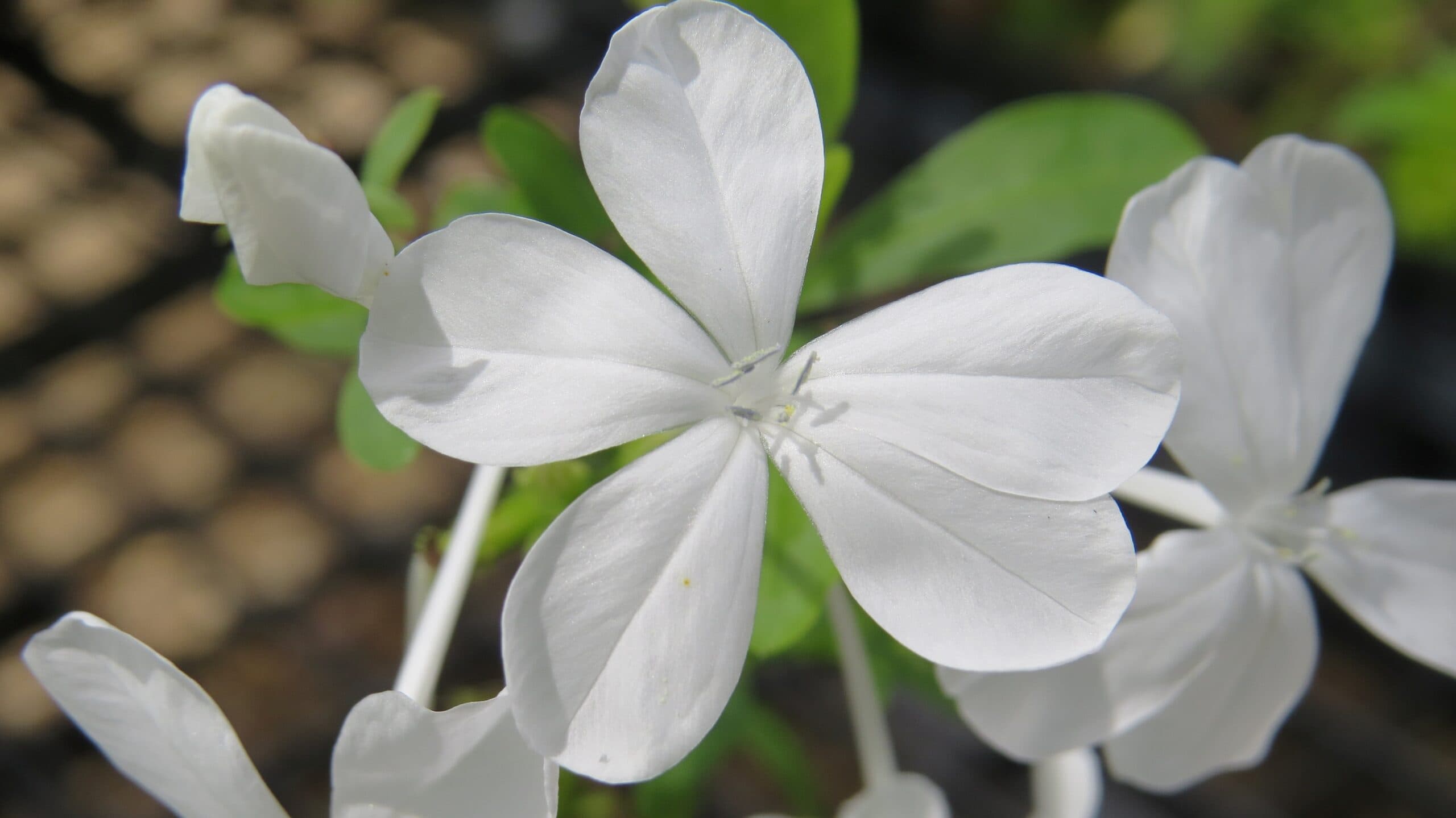 Imperial White Plumbago - thumbnail 7