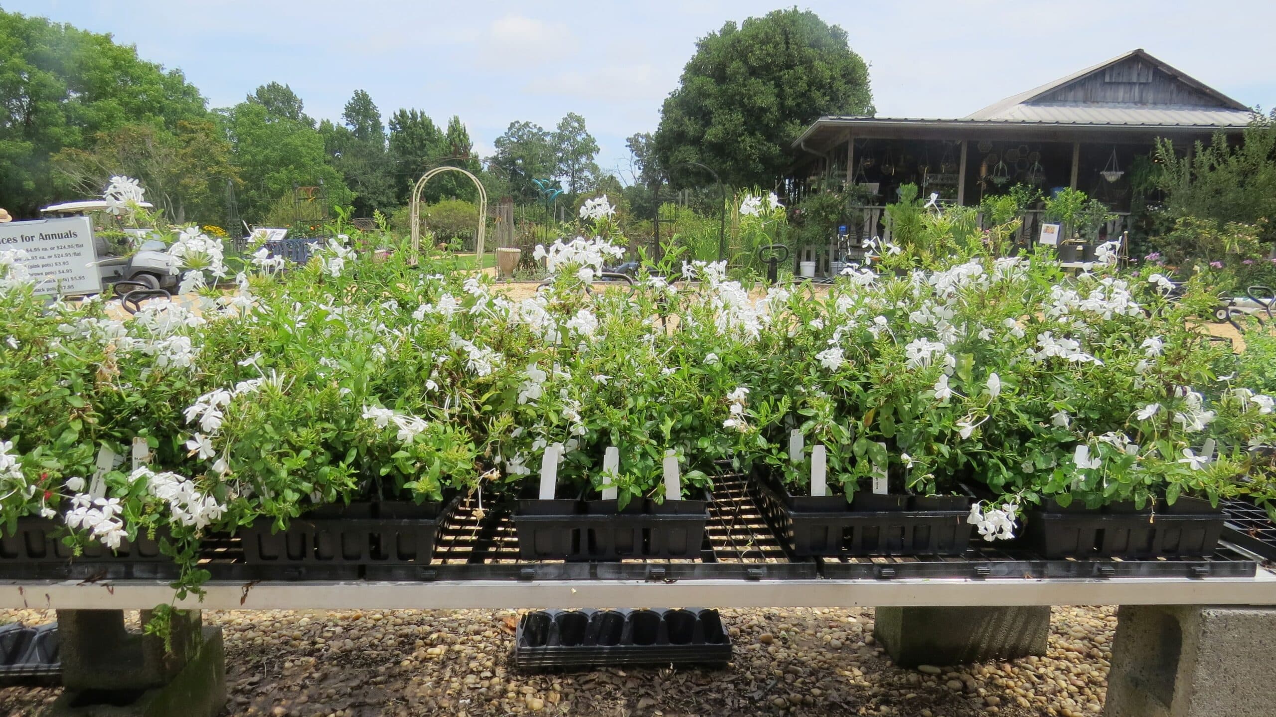 Imperial White Plumbago - thumbnail 9