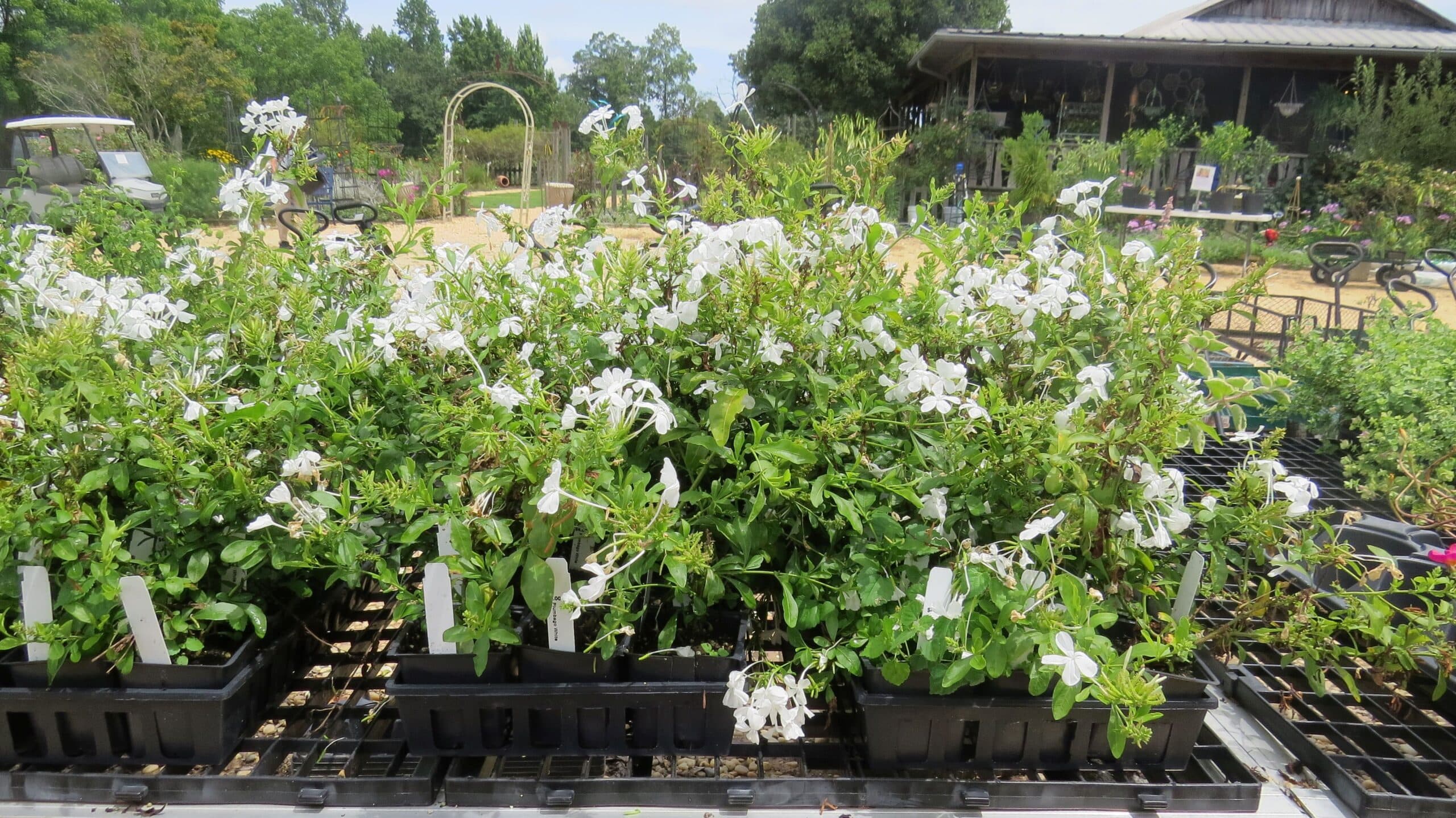 Imperial White Plumbago - thumbnail 10