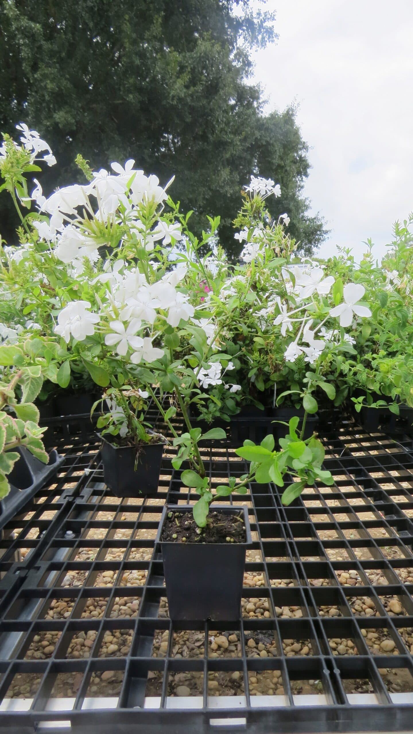 Imperial White Plumbago - thumbnail 3