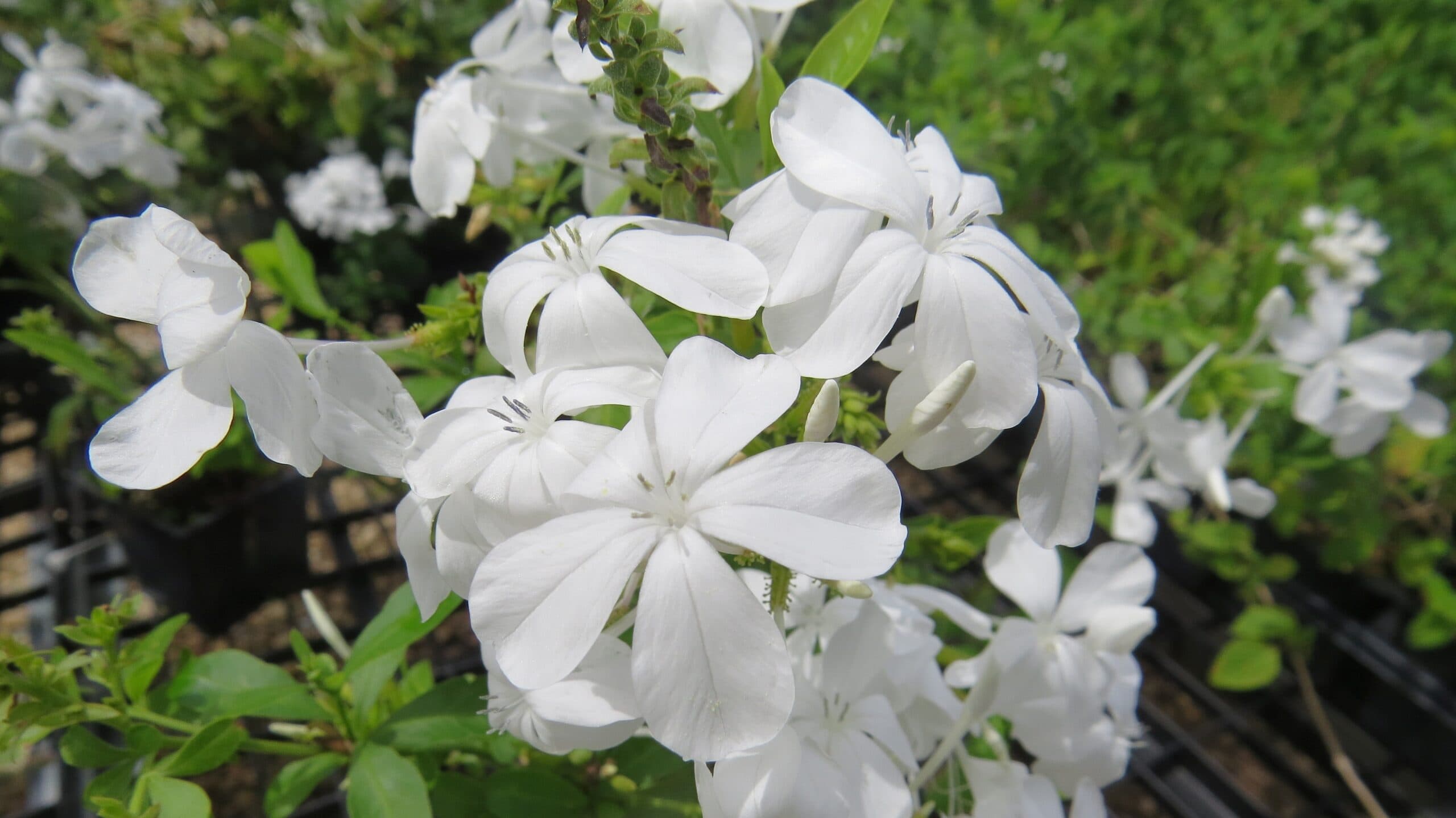 Imperial White Plumbago - thumbnail 4