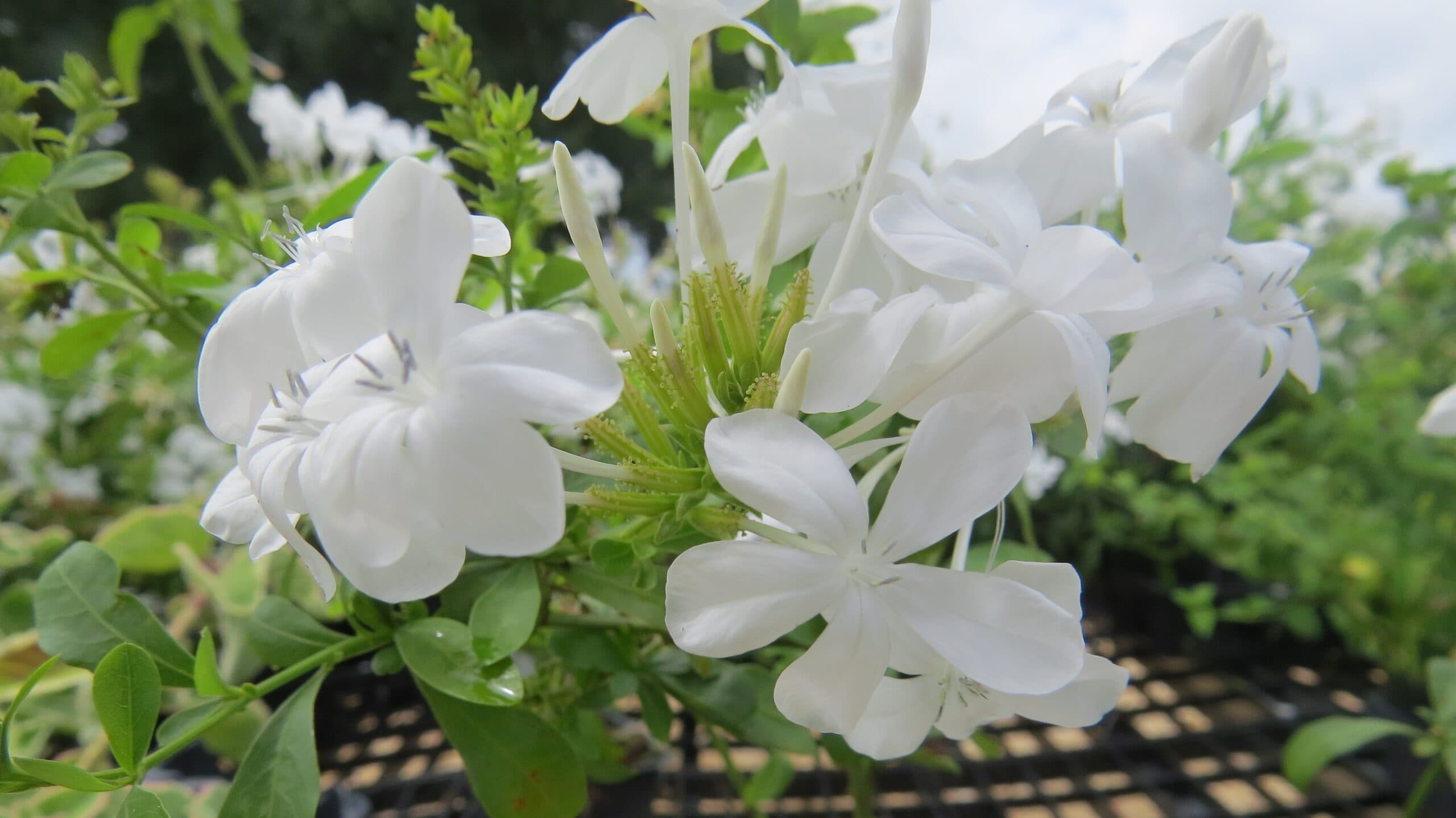Imperial White Plumbago - thumbnail 5