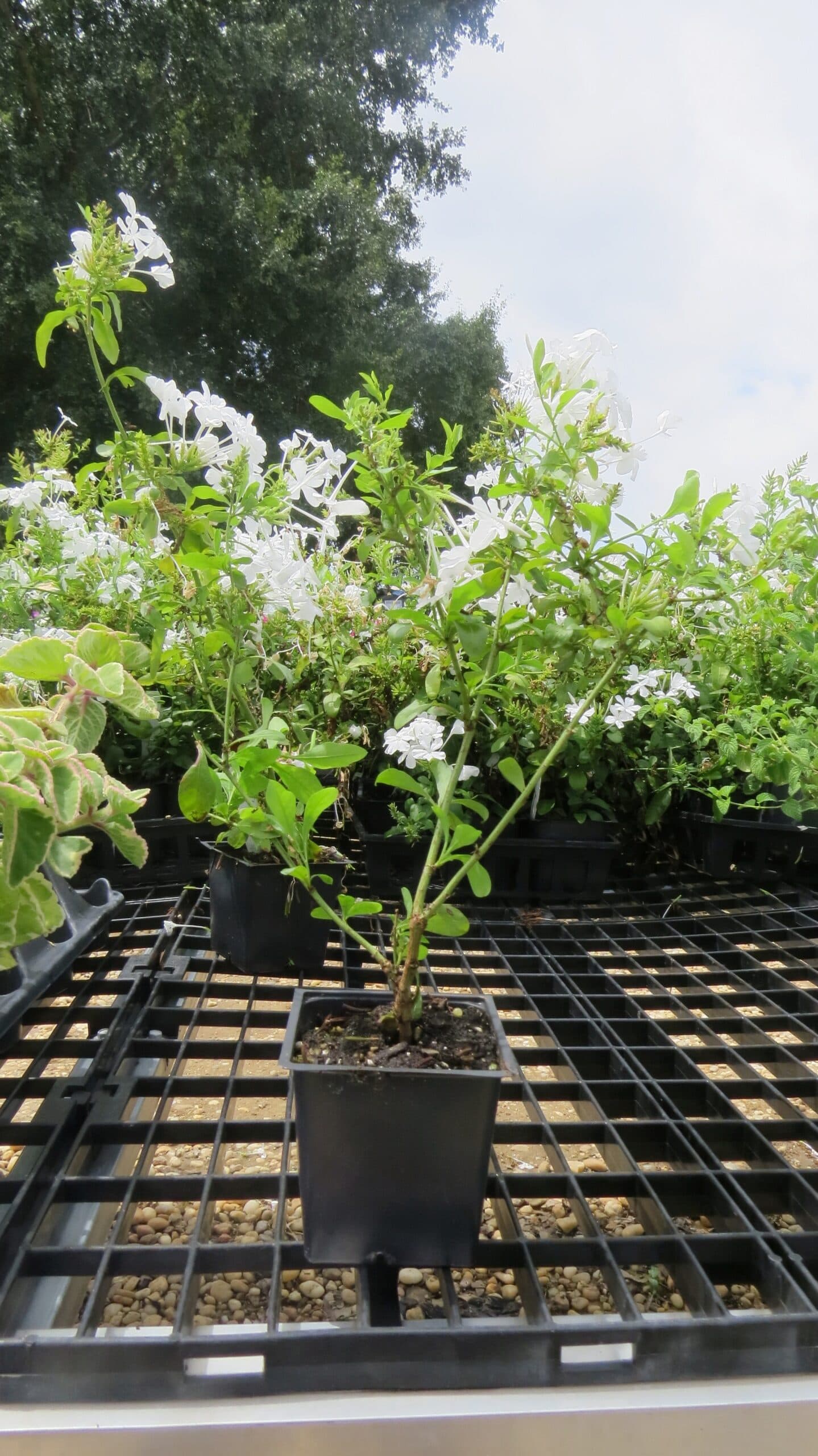 Imperial White Plumbago - thumbnail 2
