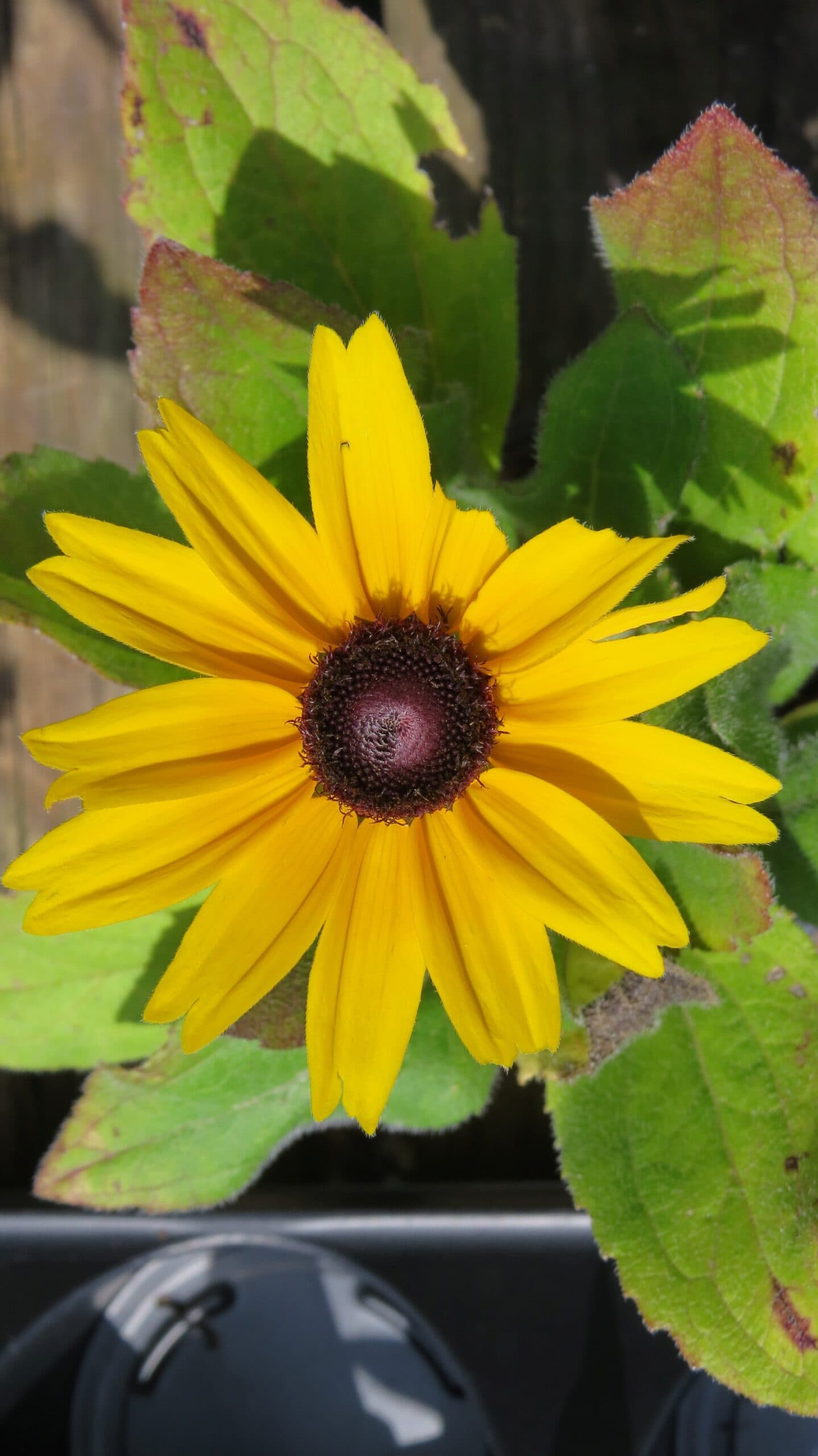 Rudbeckia Indian Summer