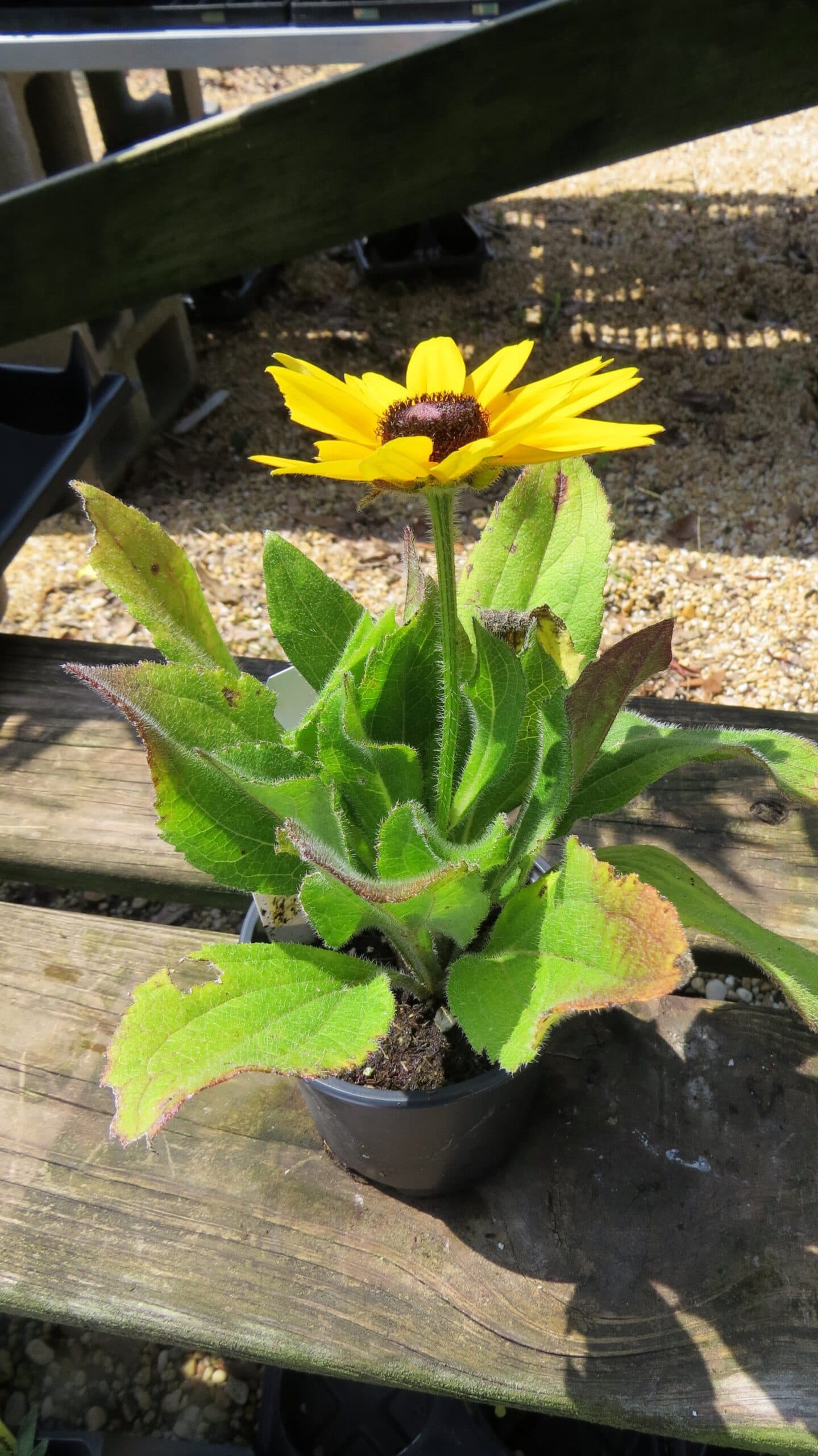 Rudbeckia Indian Summer - thumbnail 2