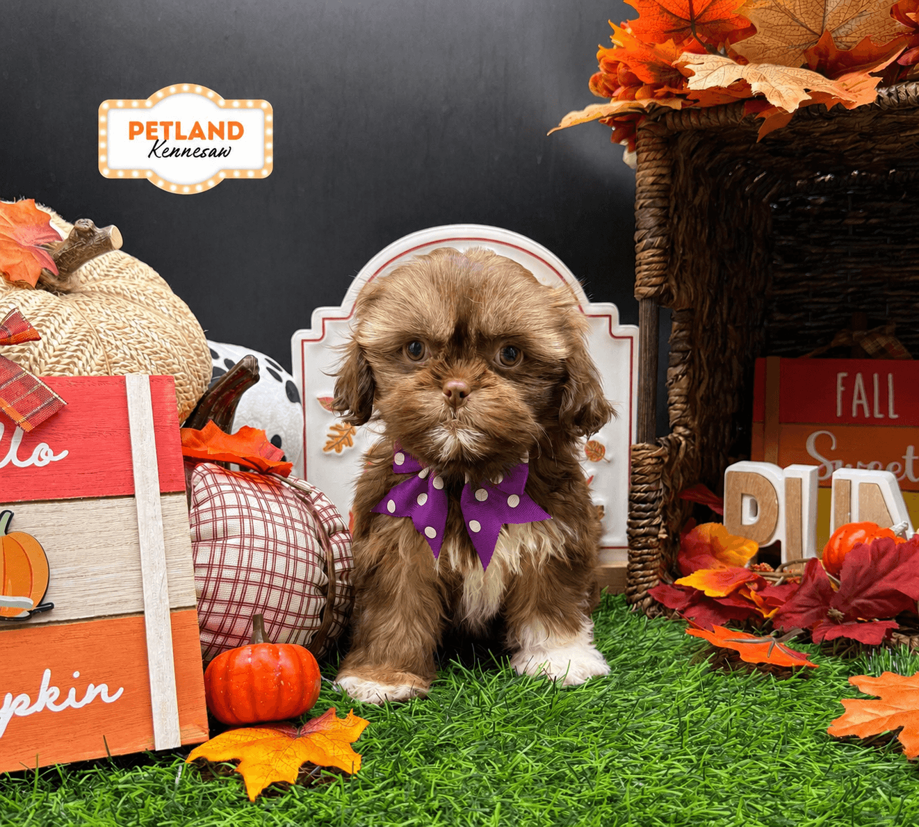 Shih Tzu – 33268