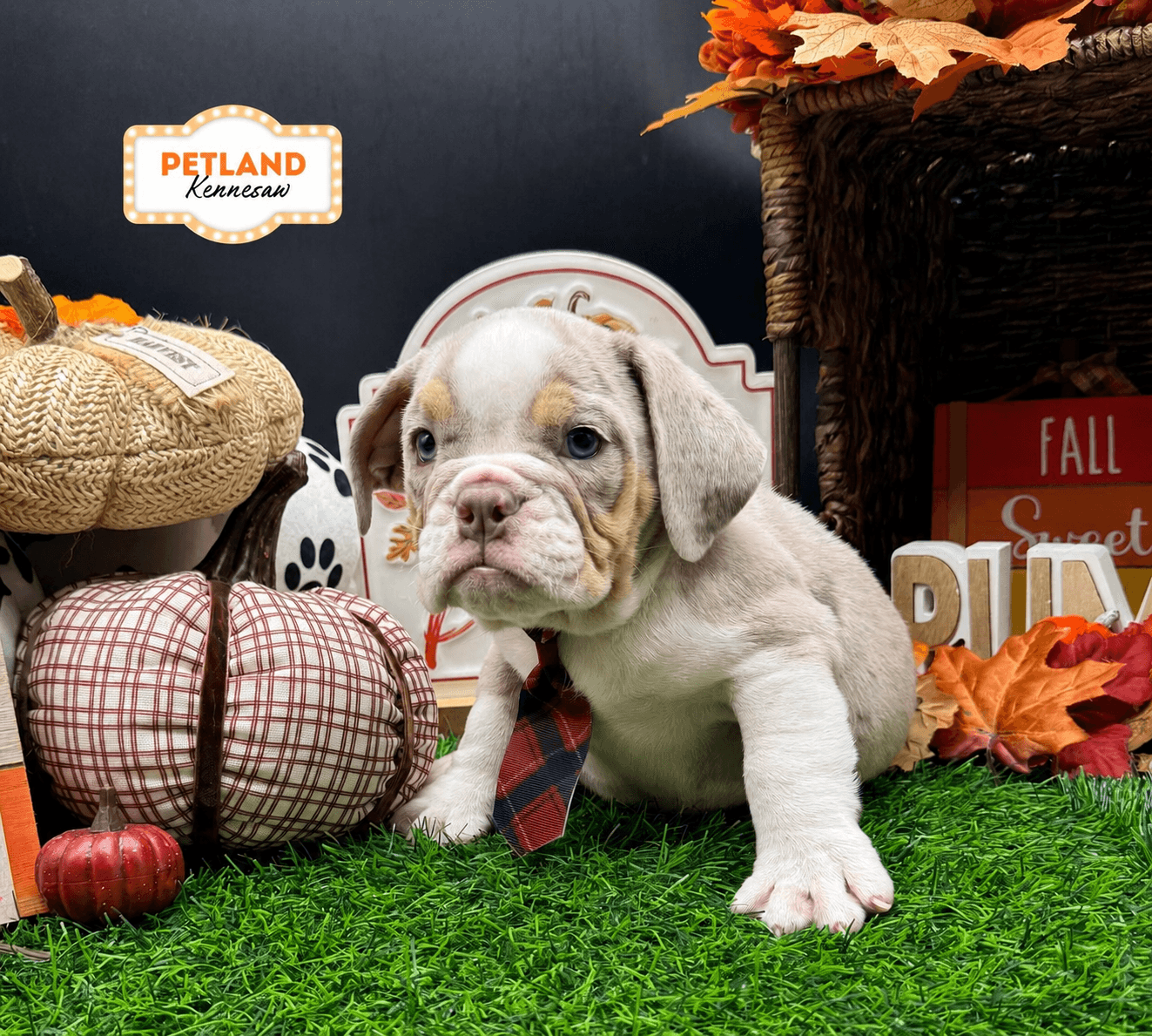 Victorian Bulldog – 33261