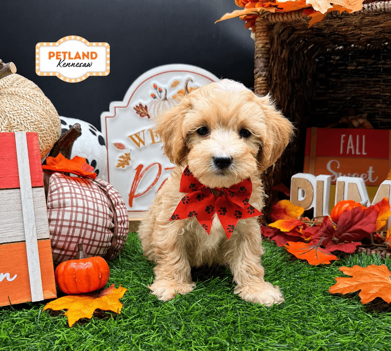 Maltipoo – 33266