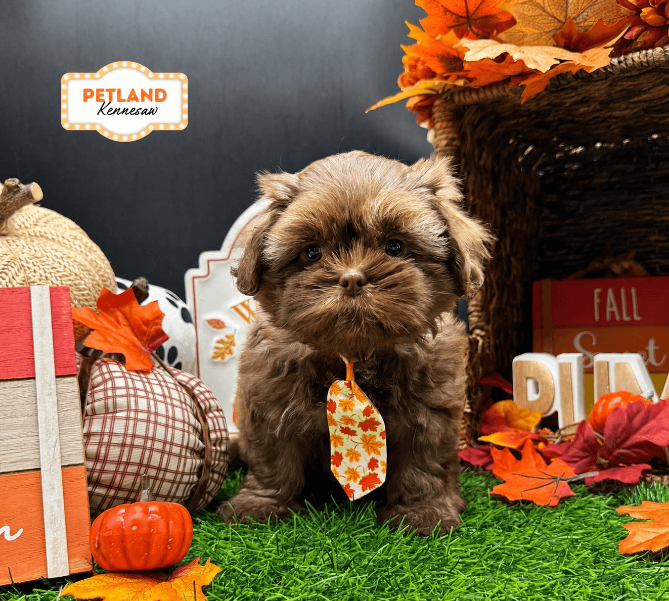 Shih Tzu – 33265