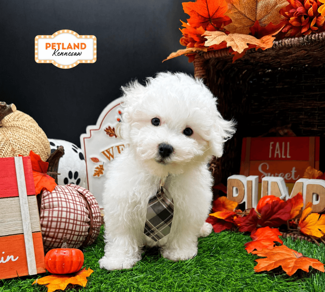 Bichon Frise – 33269
