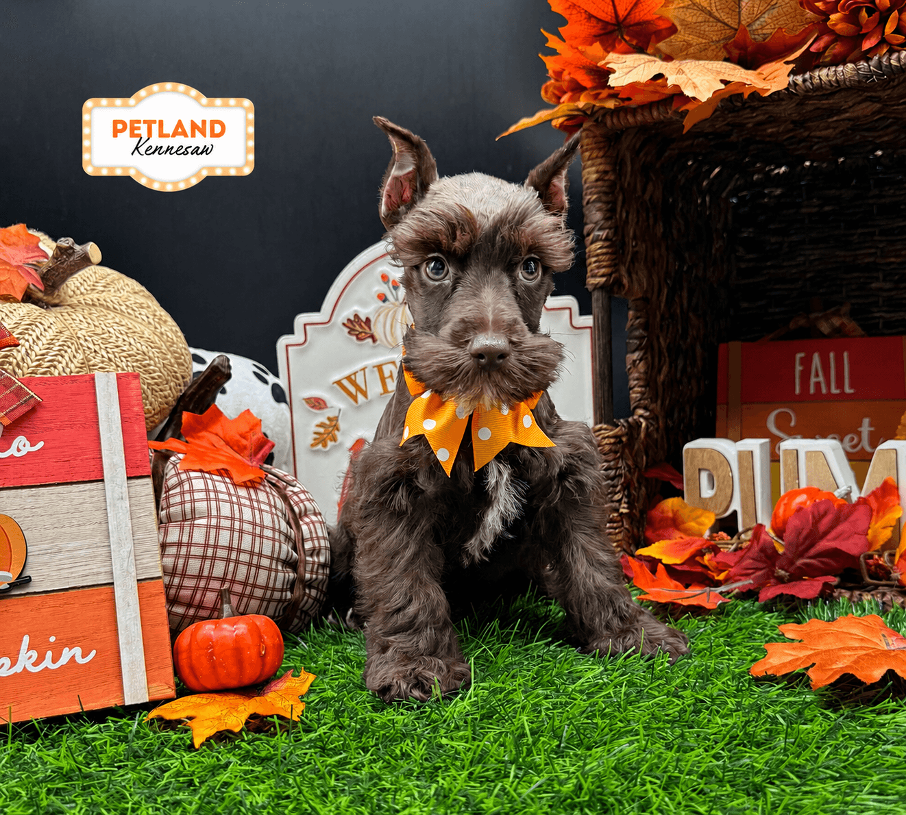 Miniature Schnauzer – 33267