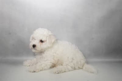 Bichon Frise – 33269 - thumbnail 2