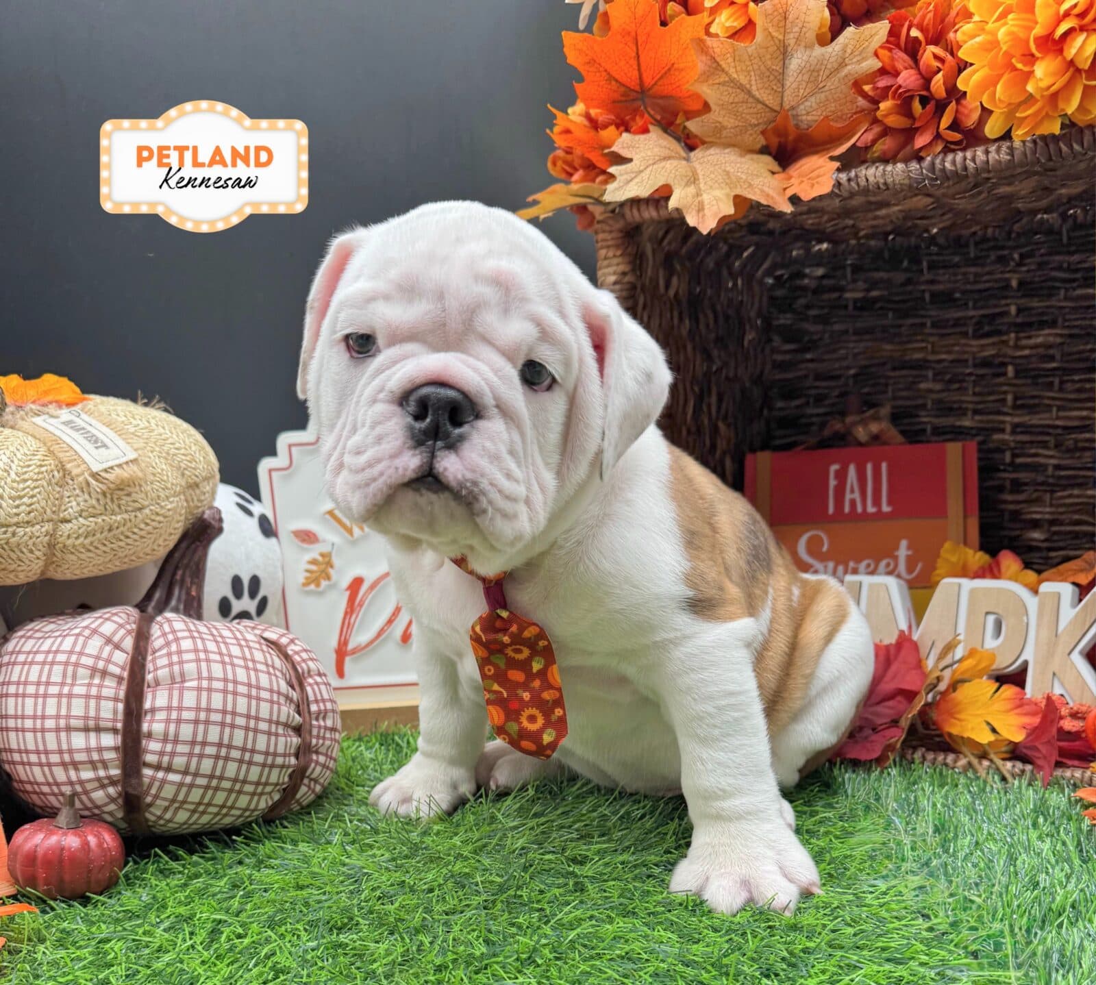 English Bulldog – 33222
