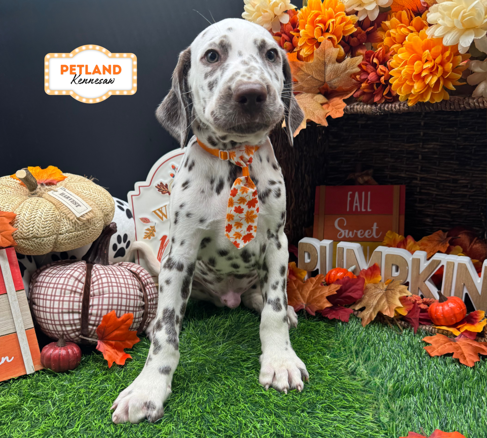 Dalmatian – 33235