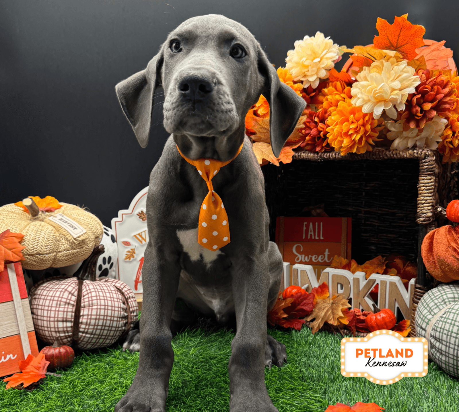 Great Dane – 33240