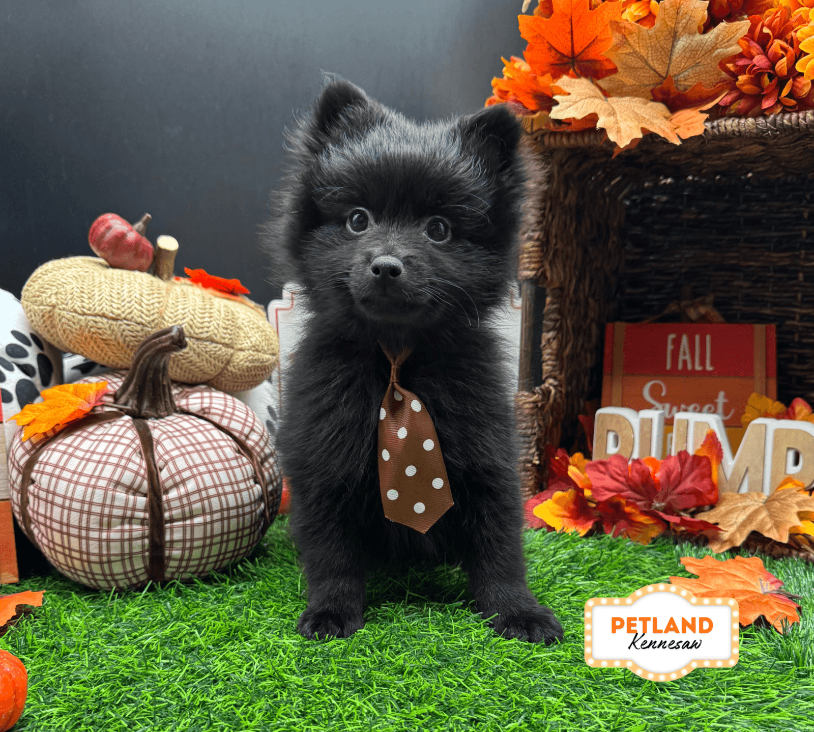 Pomeranian – 33224